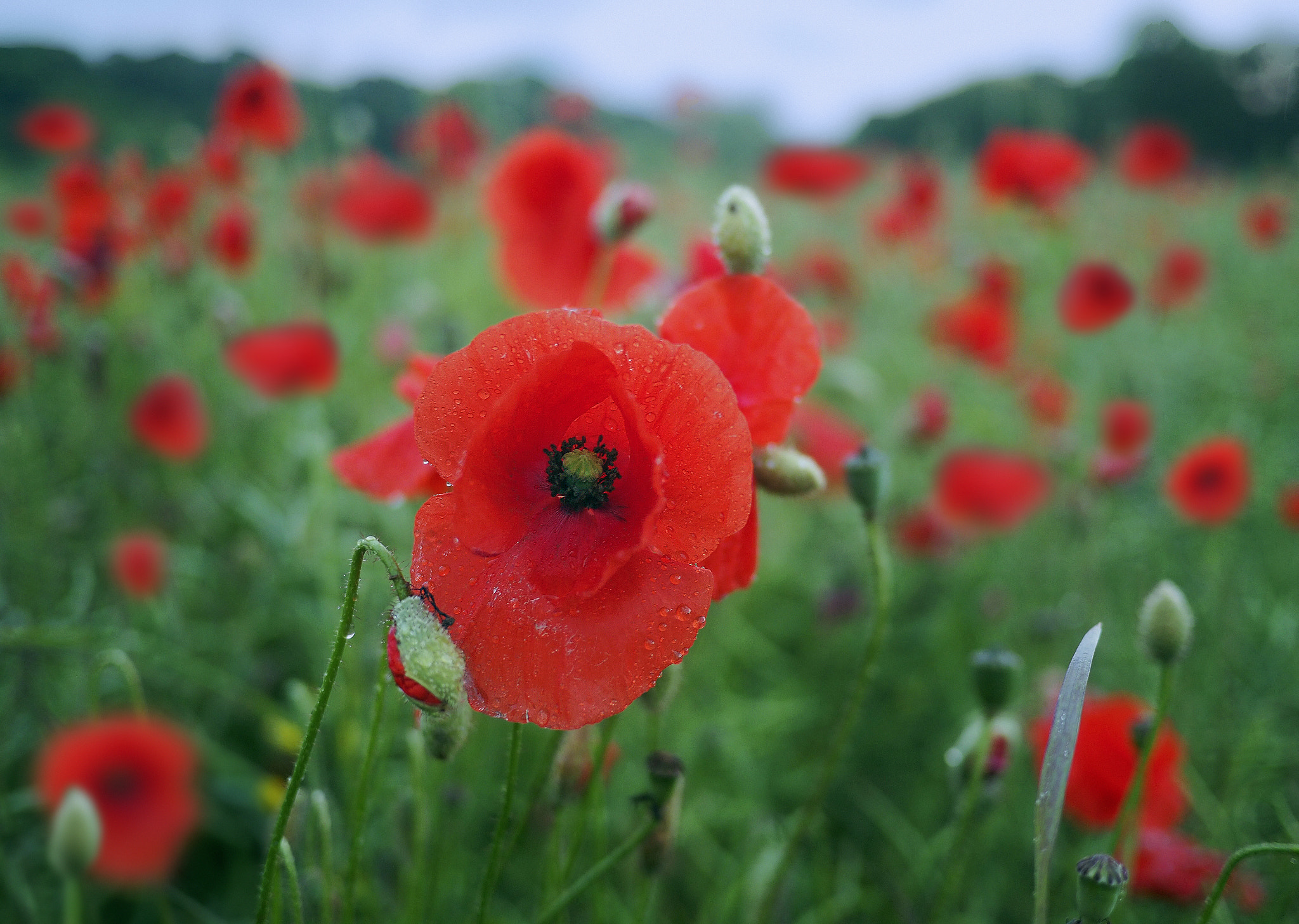 Olympus OM-D E-M5 II + Panasonic Lumix G 20mm F1.7 ASPH sample photo. In memory of the somme photography