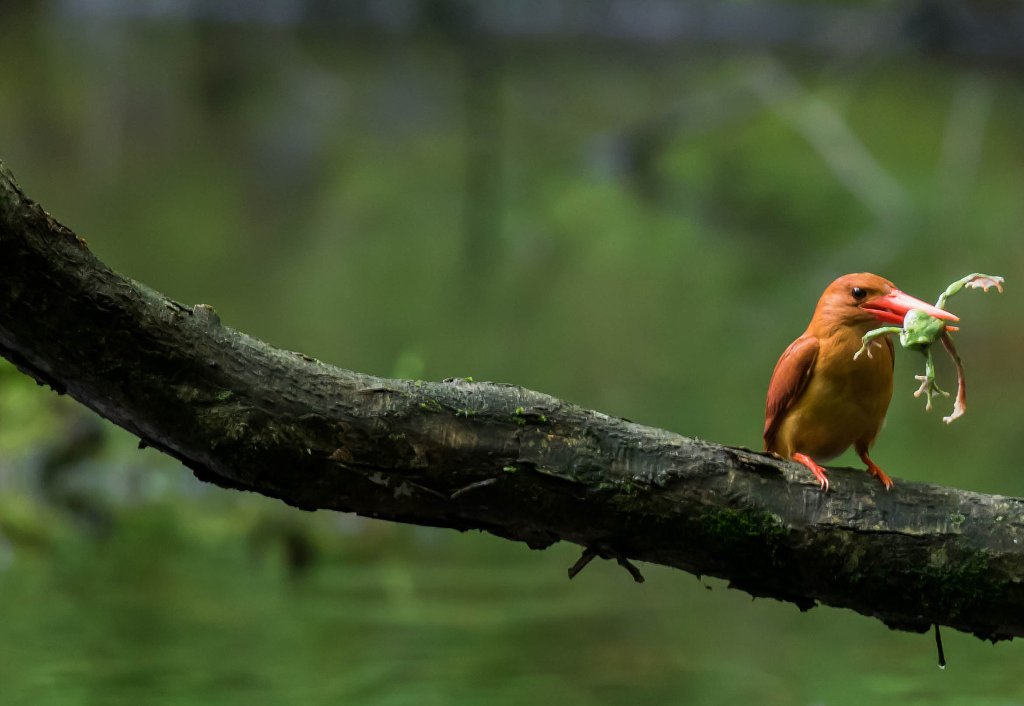 Canon EF 600mm F4L IS II USM sample photo. Hunting photography