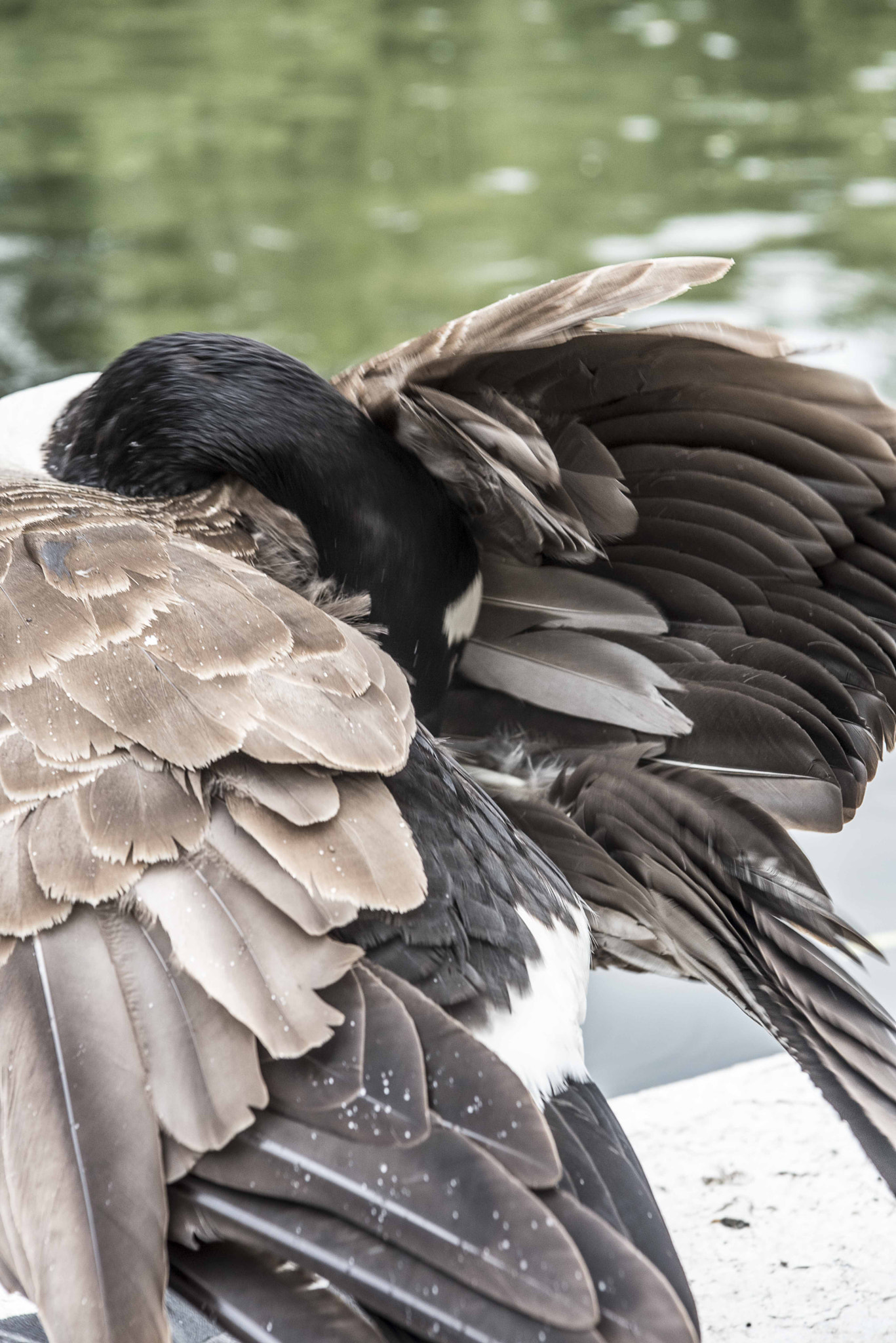 Nikon D750 + AF Zoom-Nikkor 35-105mm f/3.5-4.5 sample photo. Bathtime photography