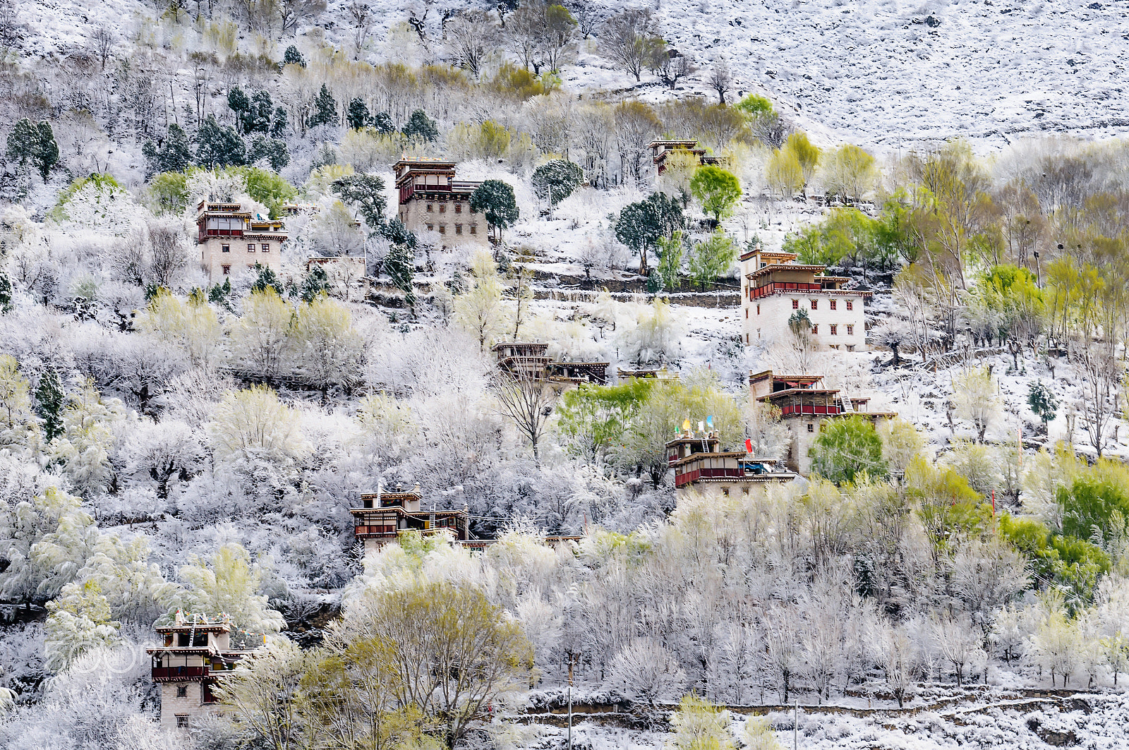Sigma 70-200mm F2.8 EX DG Macro HSM II sample photo. Spring snow photography