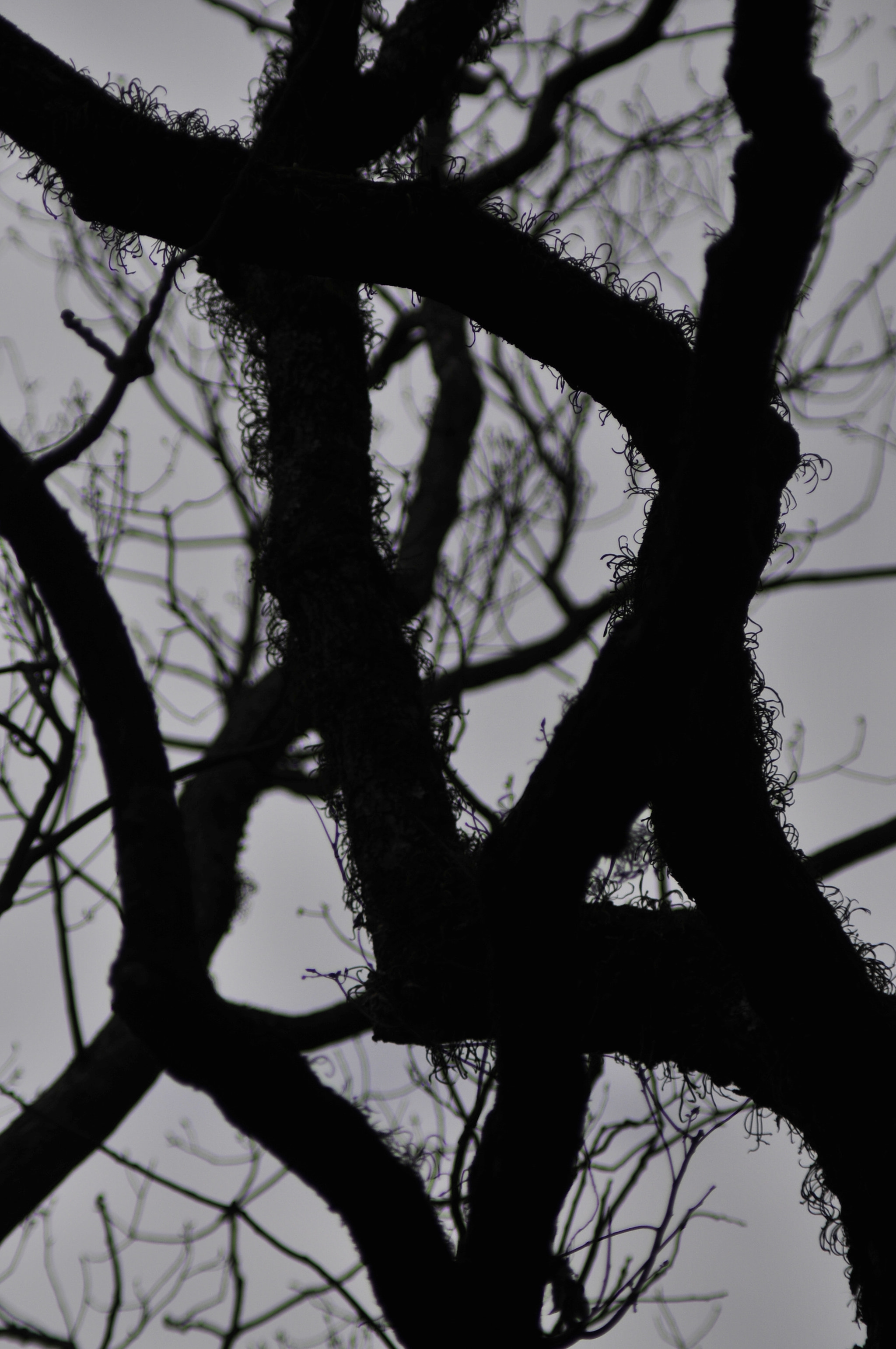 Manual Lens No CPU sample photo. .. photography