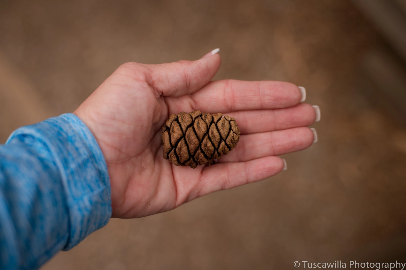 Nikon D4S + Nikon AF Nikkor 50mm F1.4D sample photo. Pine cone from sequoia tree photography