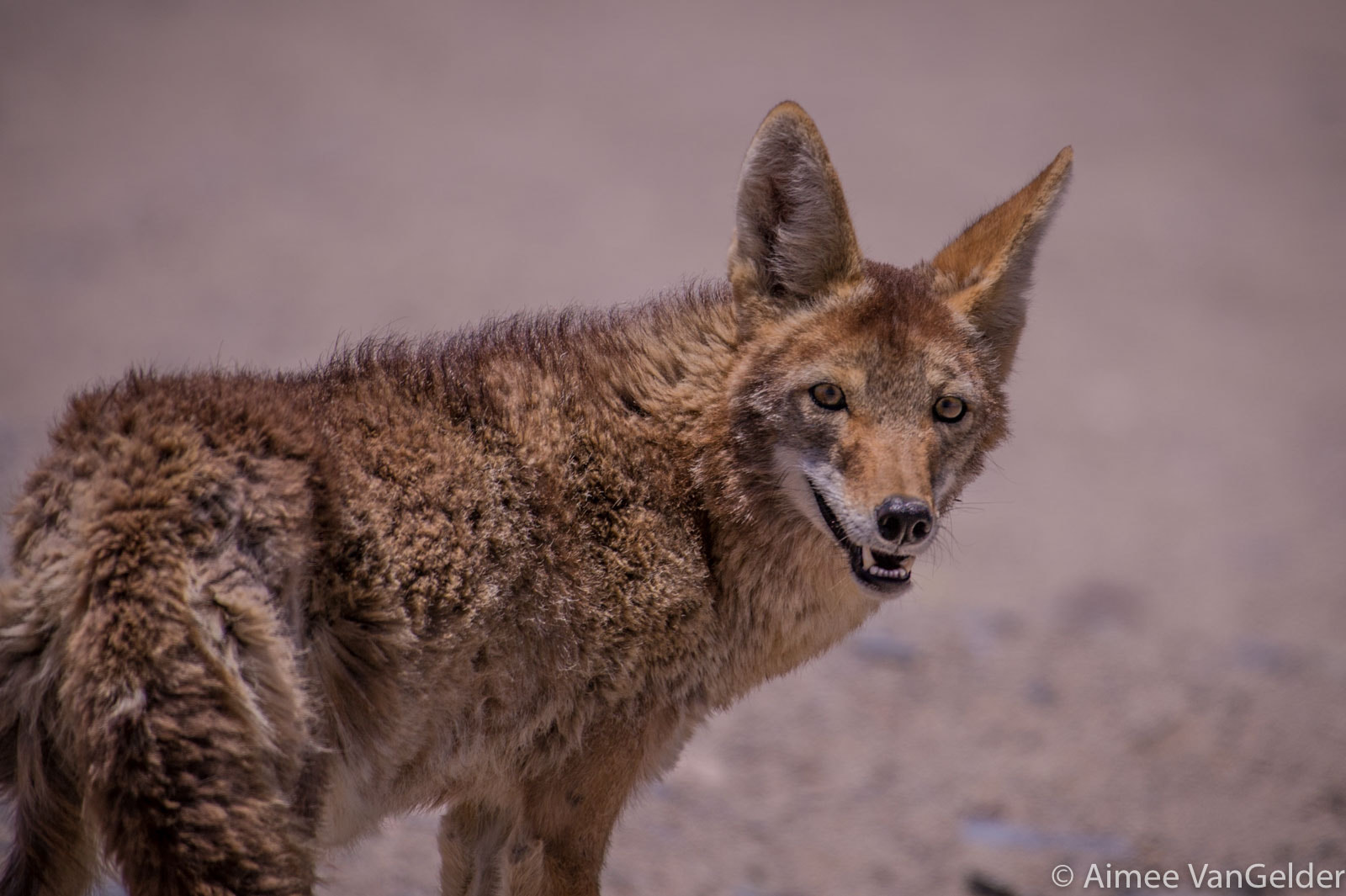 Nikon D3S sample photo. Death valley coyote photography