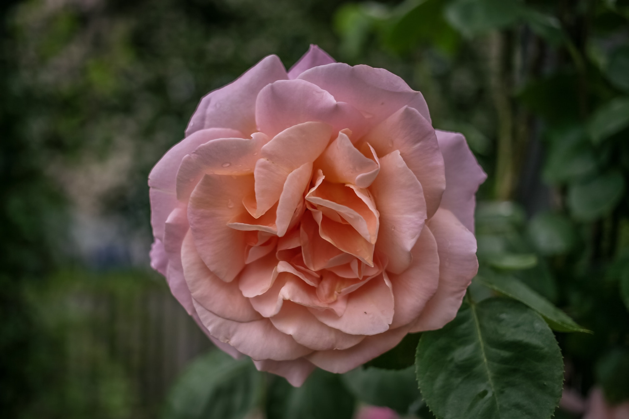 Canon EOS 5D + Canon EF 40mm F2.8 STM sample photo