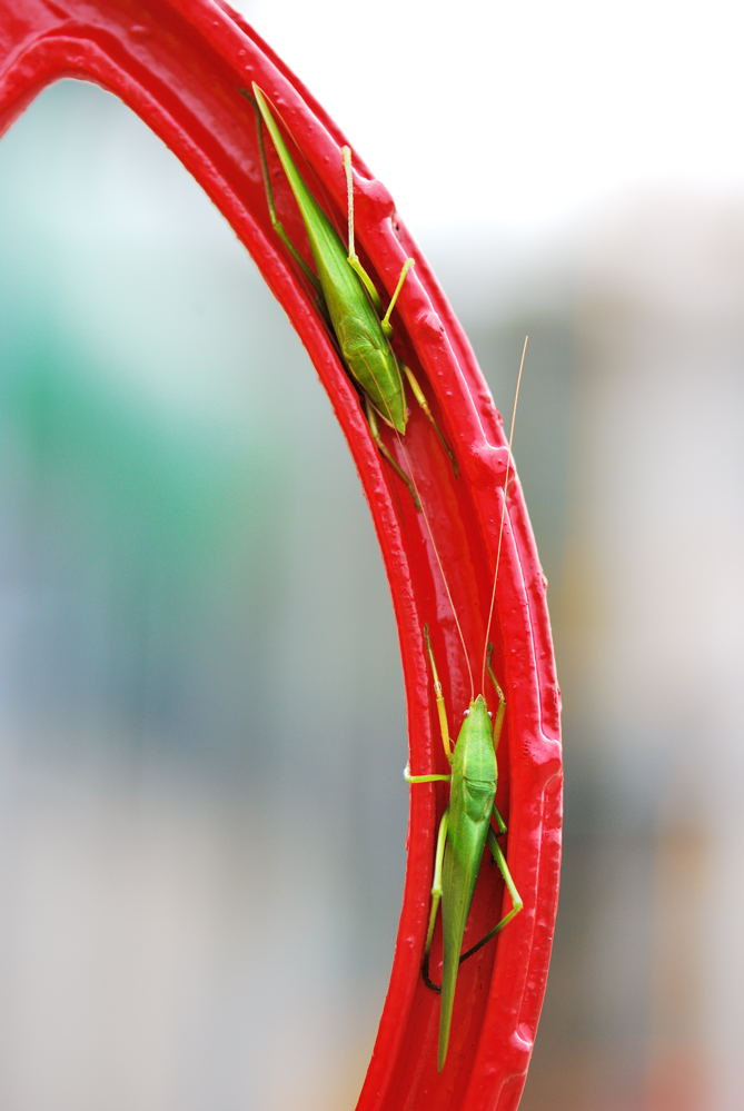 Nikon AF-S Micro-Nikkor 105mm F2.8G IF-ED VR sample photo. Two grasshoppers stand facing each other photography