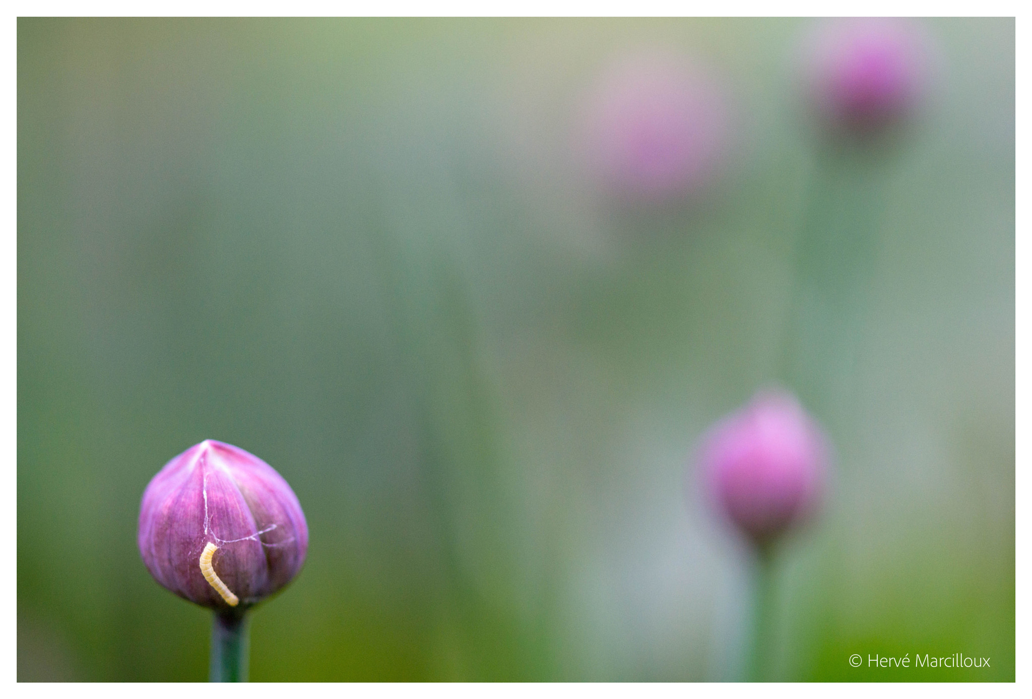 Sony SLT-A77 + 105mm F2.8 sample photo. Find the intruder photography