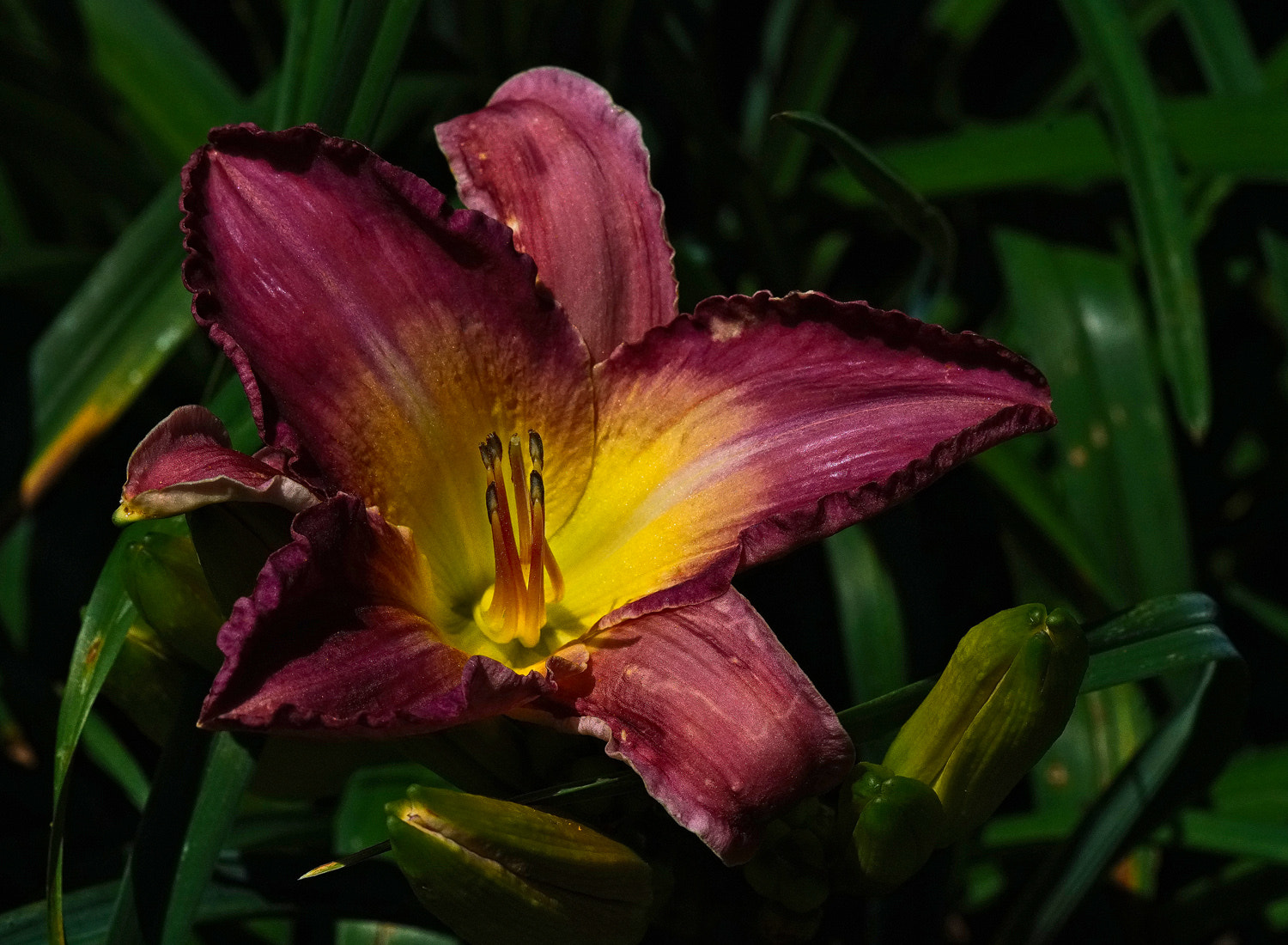 100mm F2.8 SSM sample photo. Purple/yellow lily photography