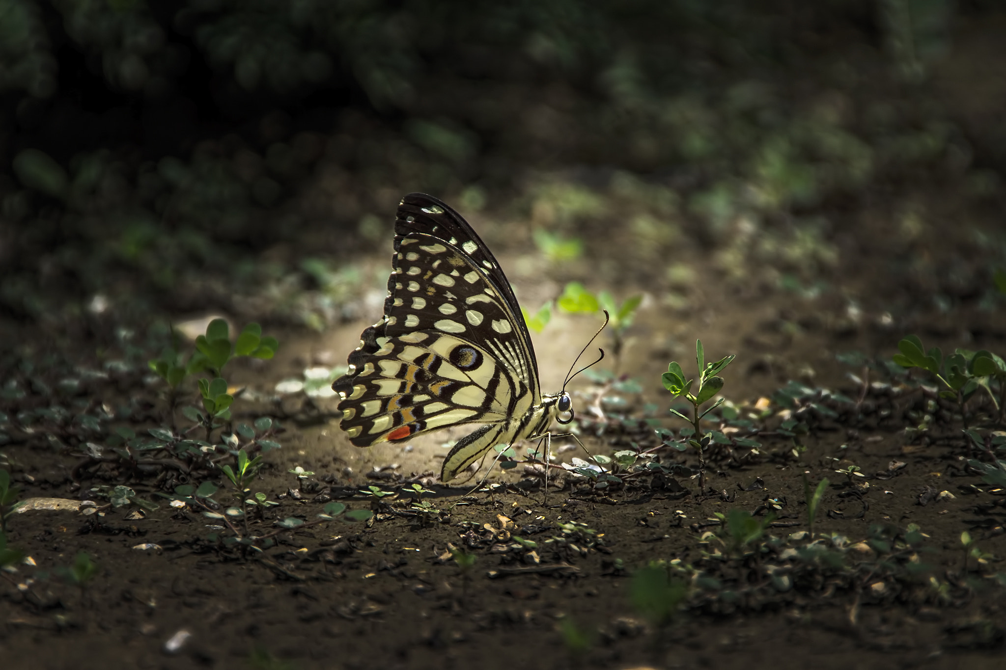 Canon EOS 50D + Sigma 18-250mm F3.5-6.3 DC OS HSM sample photo. Common lime butterfly photography