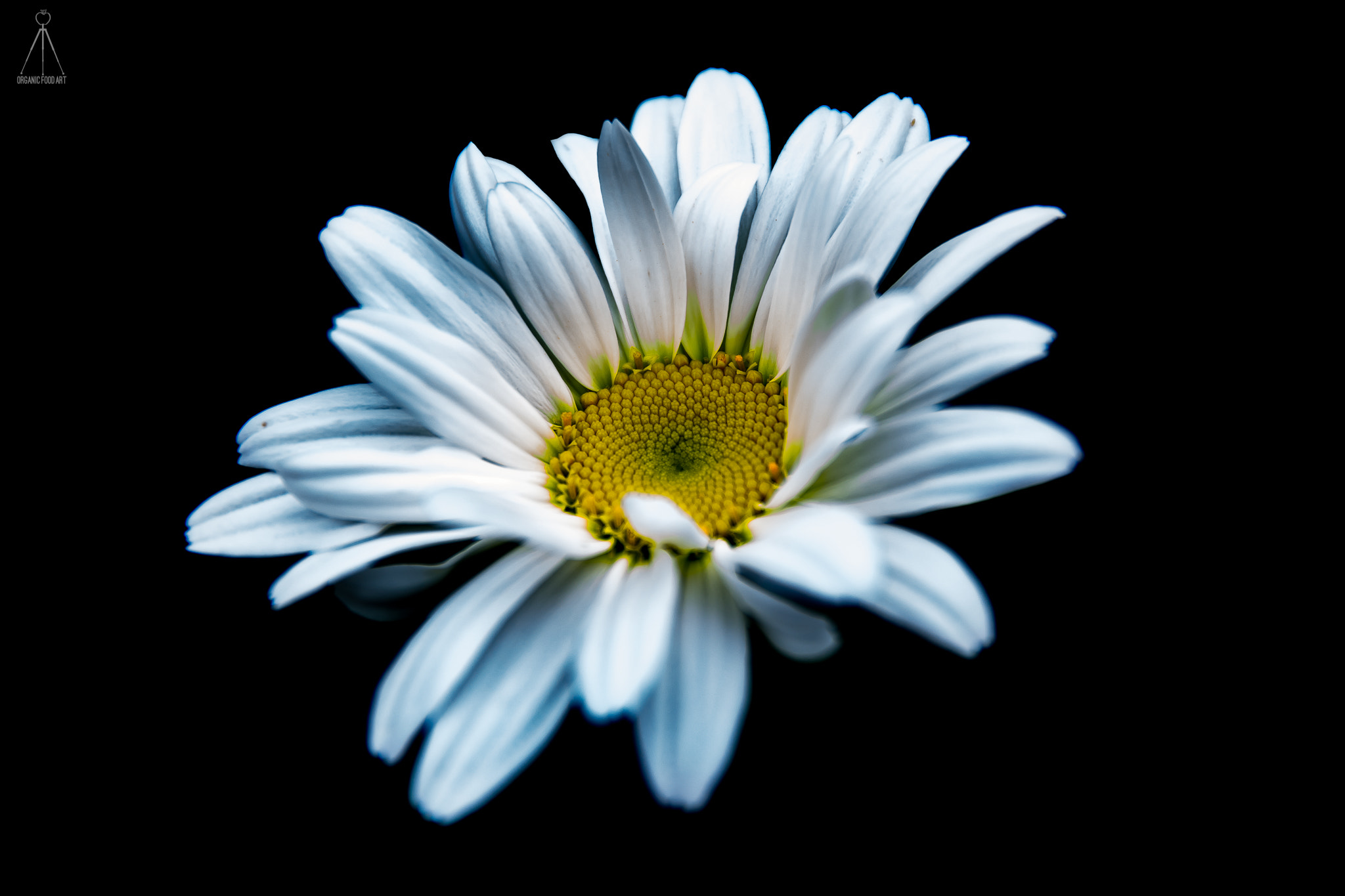 Sigma 17-70mm F2.8-4 DC Macro OS HSM | C sample photo. "focus" photography