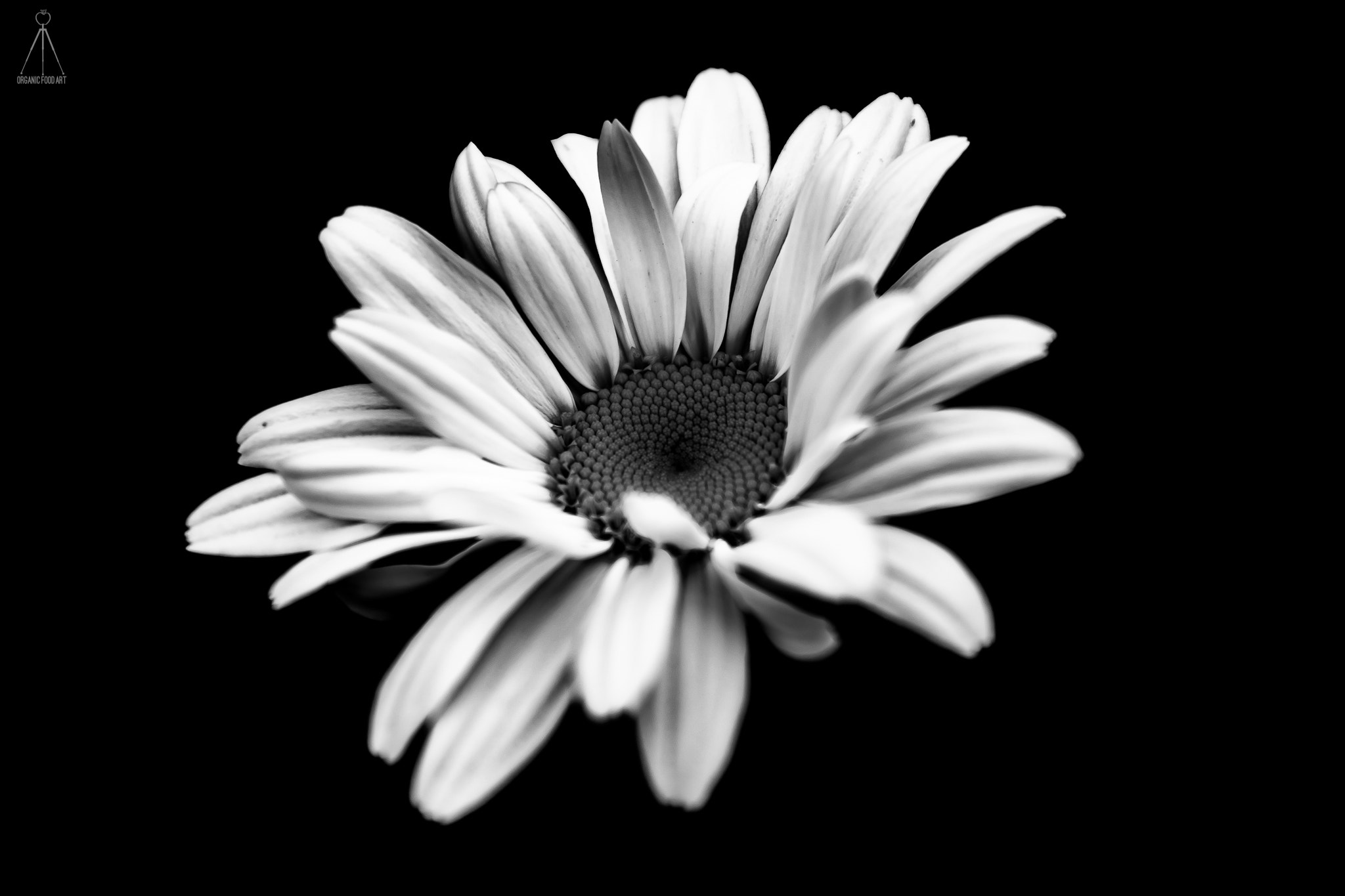 Sigma 17-70mm F2.8-4 DC Macro OS HSM | C sample photo. "focus" photography