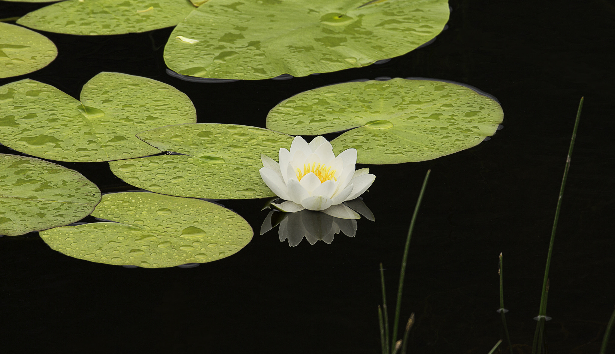 Canon EF 70-300mm F4-5.6L IS USM sample photo. Waterlilly photography