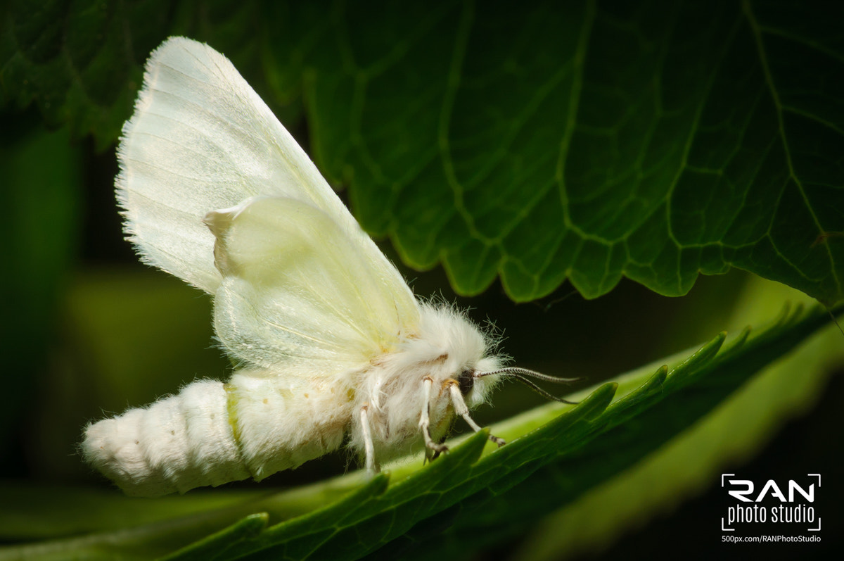 Nikon AF-S Micro-Nikkor 60mm F2.8G ED sample photo. Fall webworm moth photography