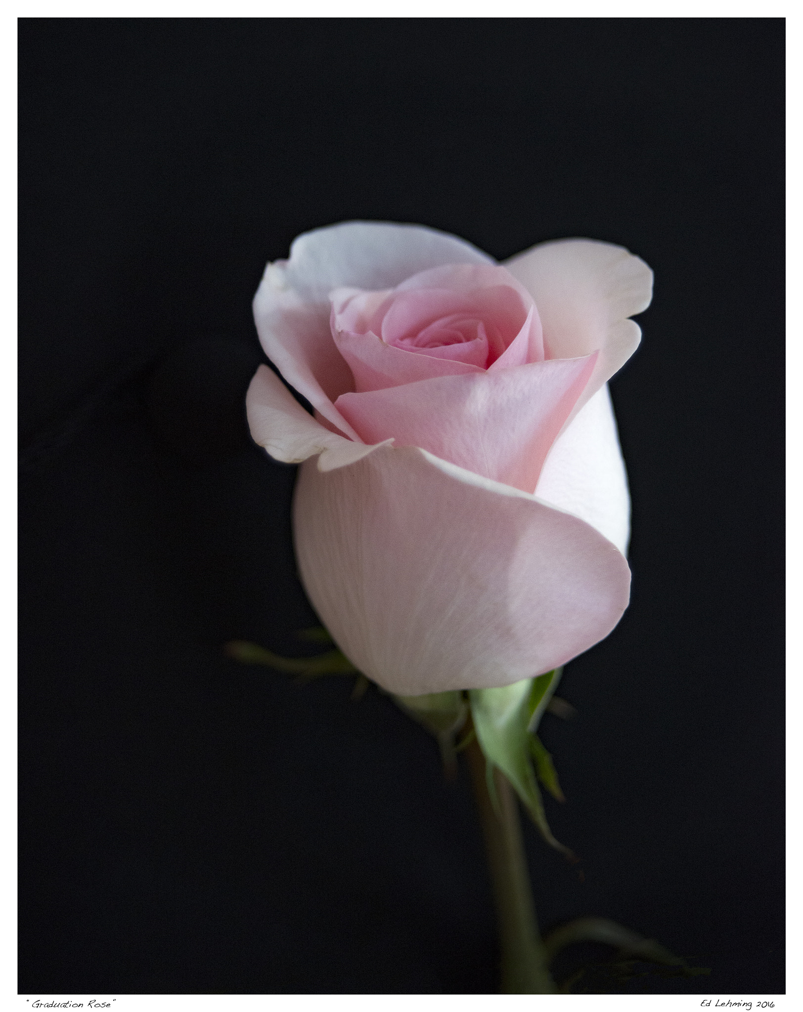 Nikon D800 + AF Zoom-Nikkor 28-70mm f/3.5-4.5D sample photo. Graduation rose photography