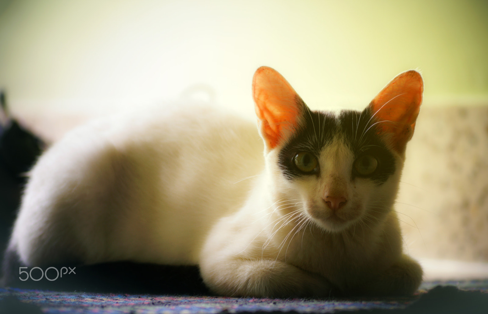 Sony ILCA-77M2 + Sony DT 55-200mm F4-5.6 SAM sample photo. Meow! photography
