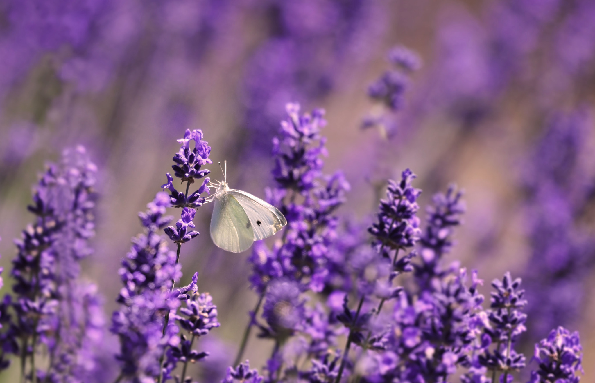 Nikon D3X sample photo. A beautiful sunny day photography