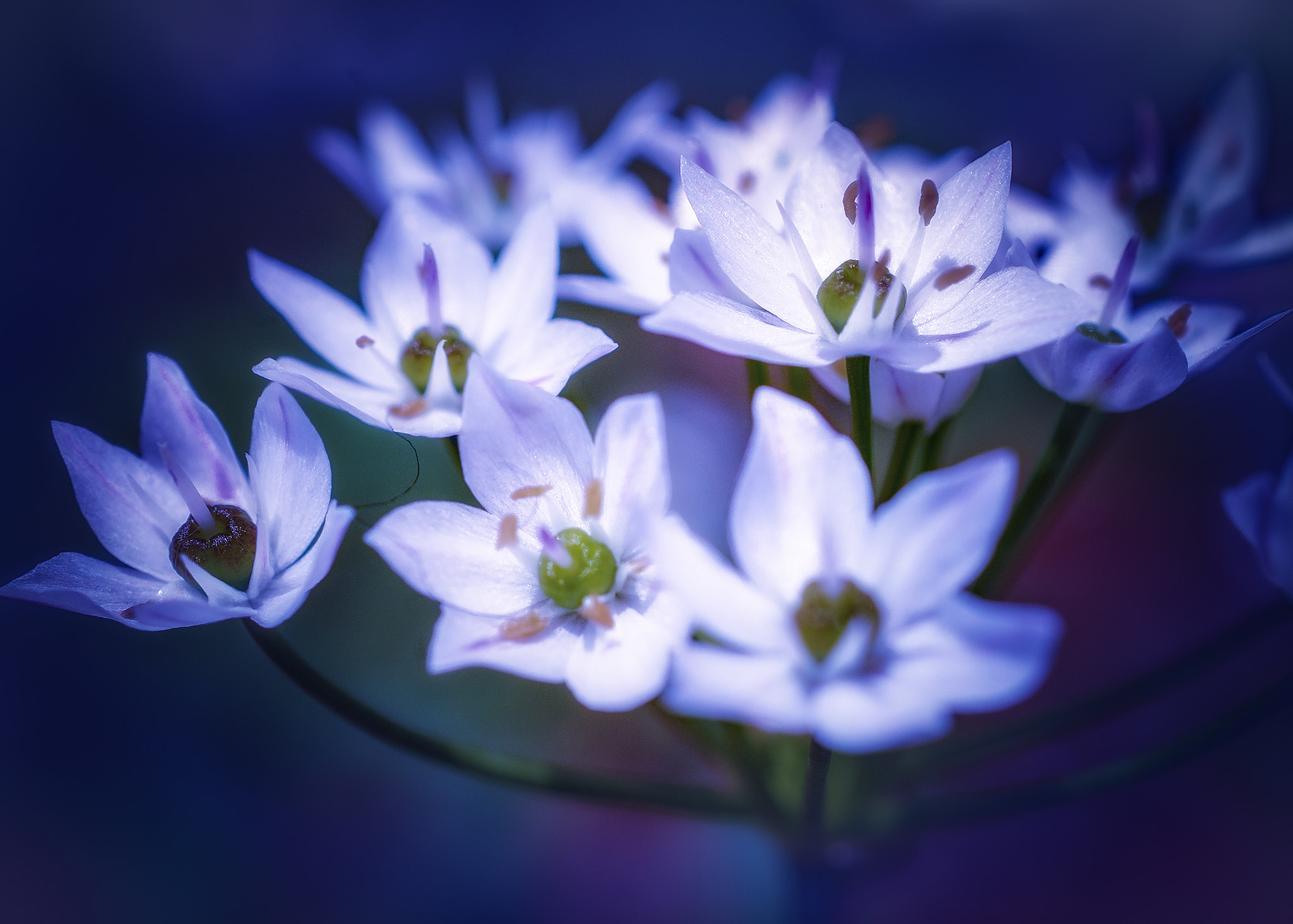 Nikon AF-S DX Micro Nikkor 40mm F2.8 sample photo. Cool blossoms photography