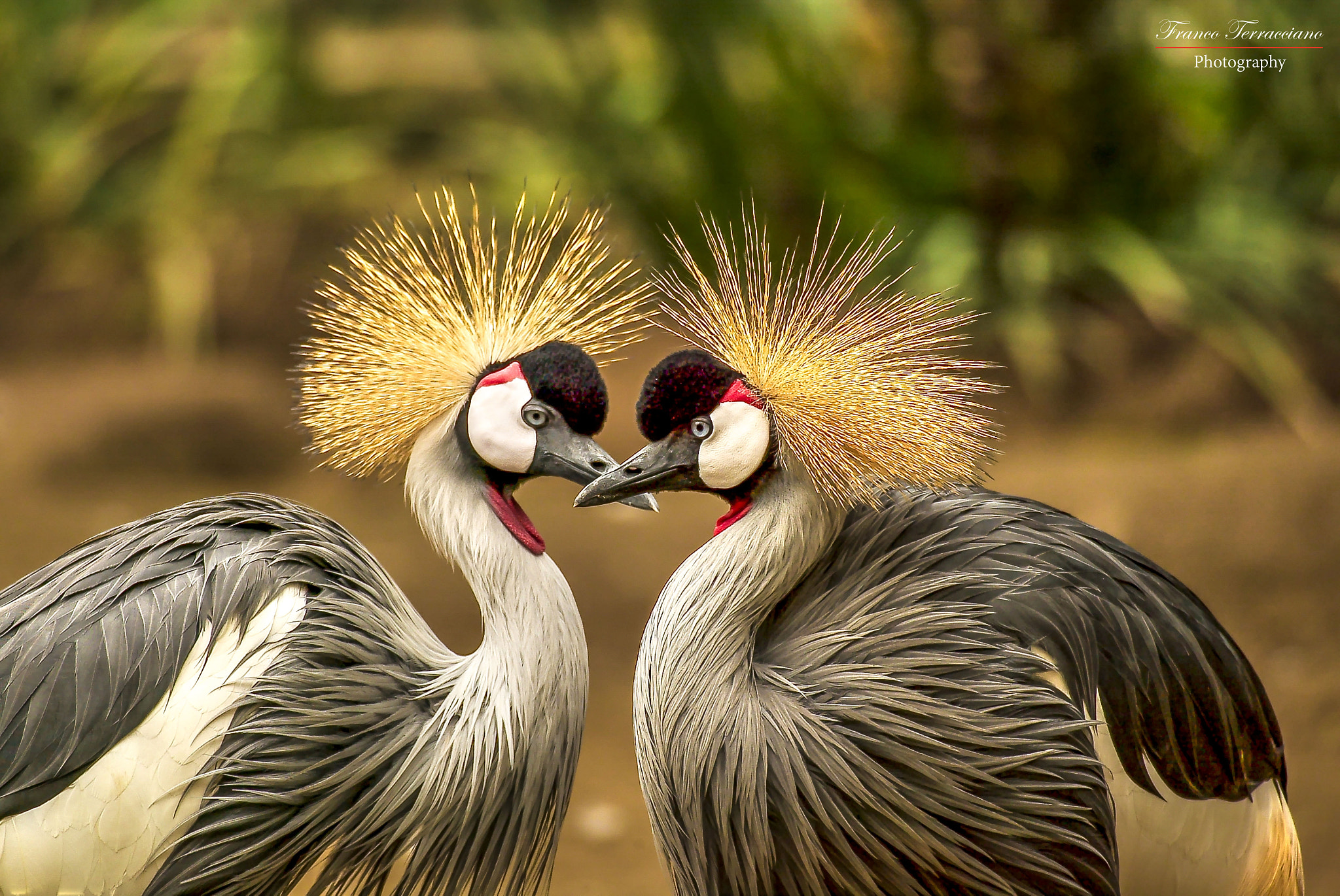 Canon EOS-1D sample photo. Grey crowned crane photography