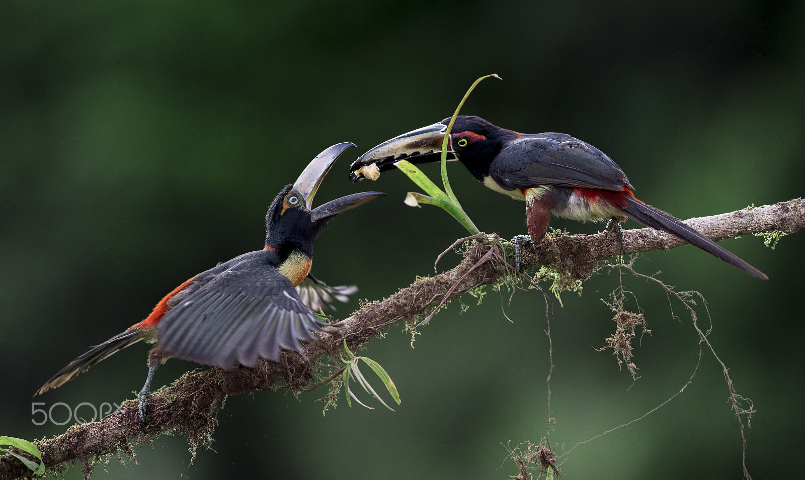 Nikon AF-S Nikkor 300mm F2.8G ED VR II sample photo. Toucan family photography