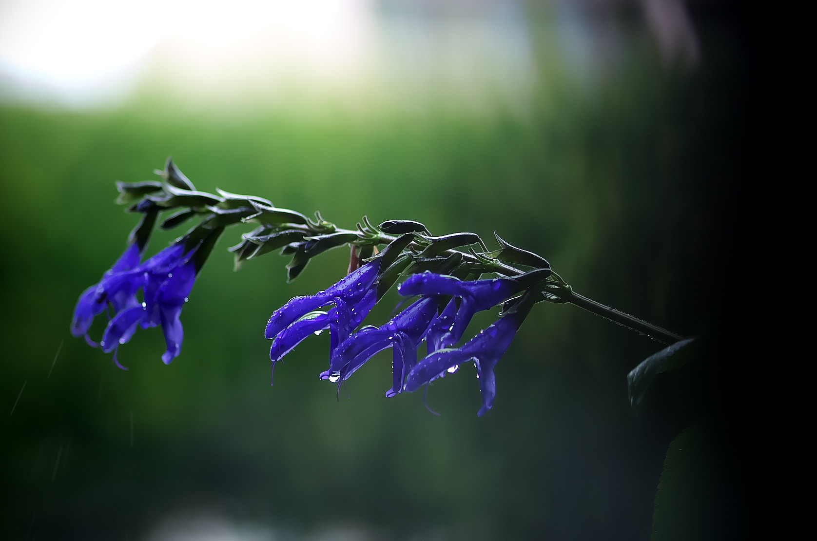 Pentax smc D-FA 100mm F2.8 Macro WR sample photo. Medoseji photography