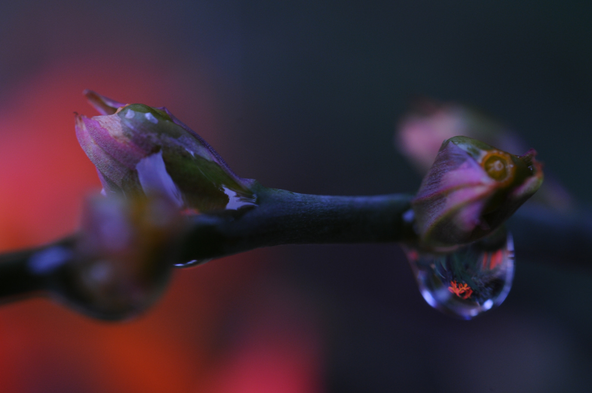 Nikon D300S + AF Micro-Nikkor 60mm f/2.8 sample photo. Water_drops    photography