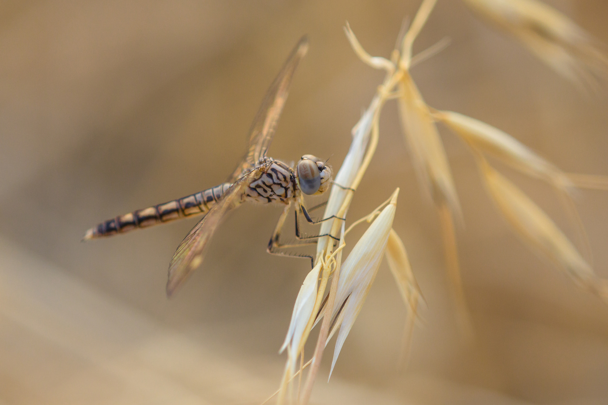Canon EOS 60D + Tamron SP AF 180mm F3.5 Di LD (IF) Macro sample photo. Dragonfly photography