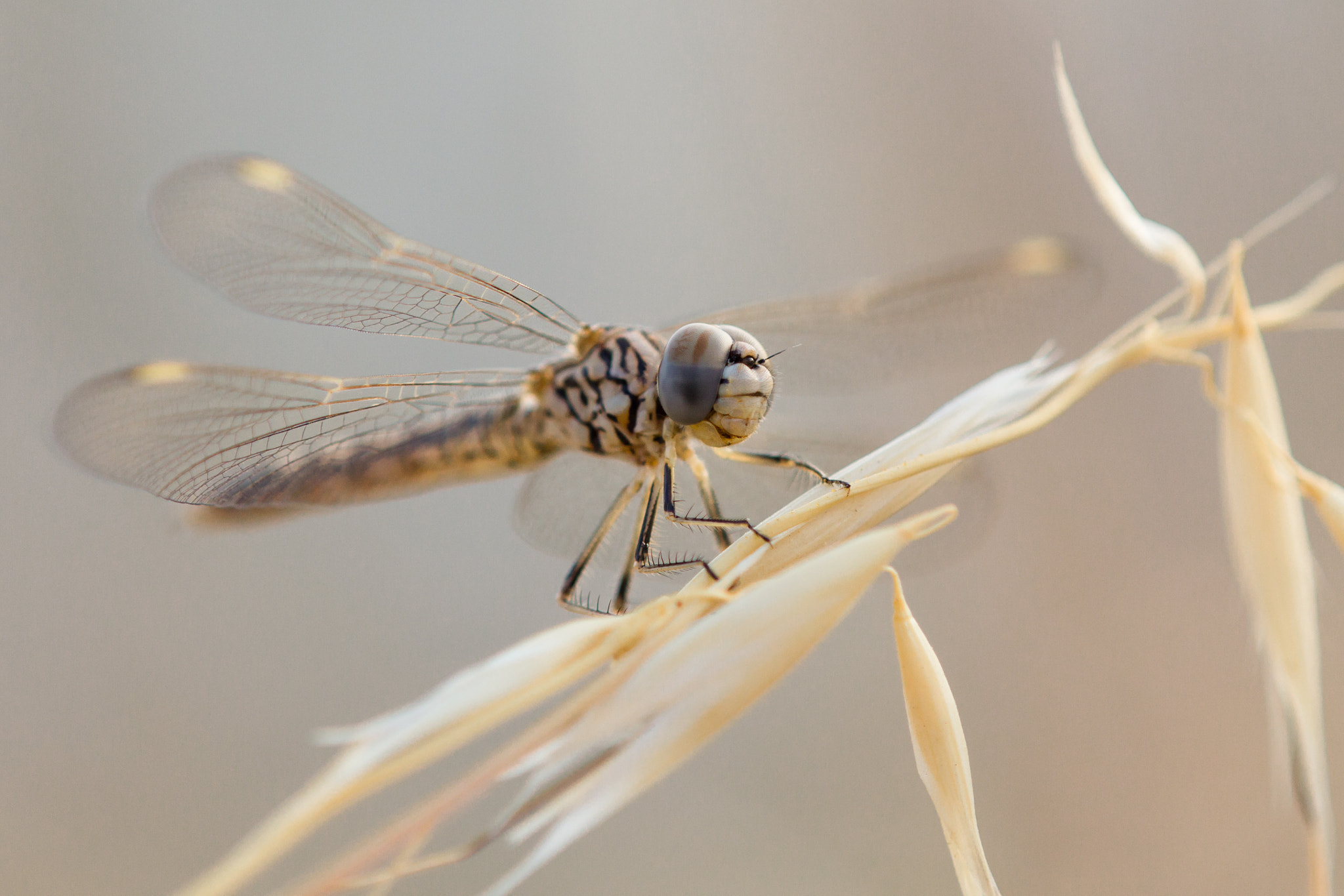 Canon EOS 60D + Tamron SP AF 180mm F3.5 Di LD (IF) Macro sample photo. Dragonfly photography