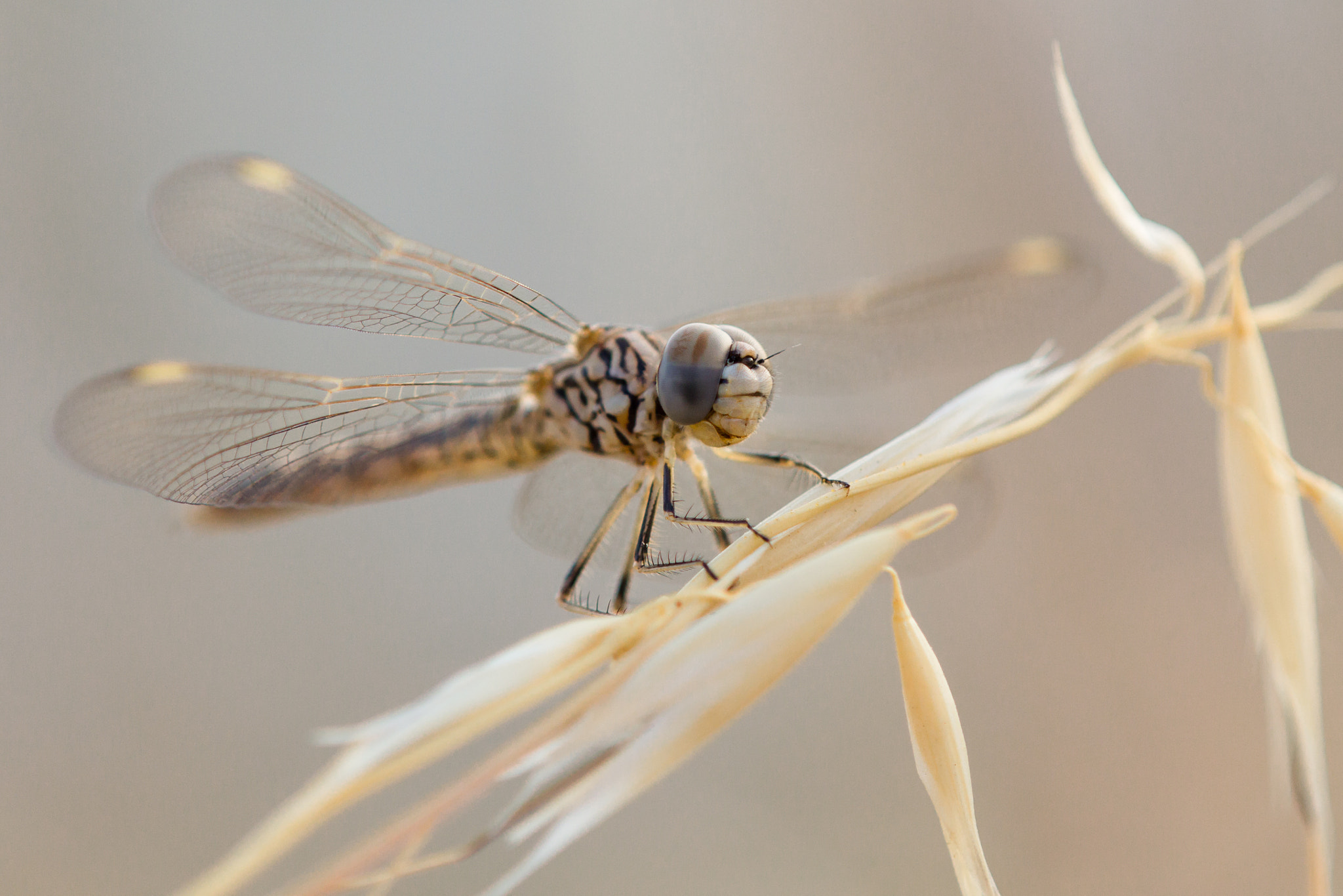 Tamron SP AF 180mm F3.5 Di LD (IF) Macro sample photo. Dragonfly photography