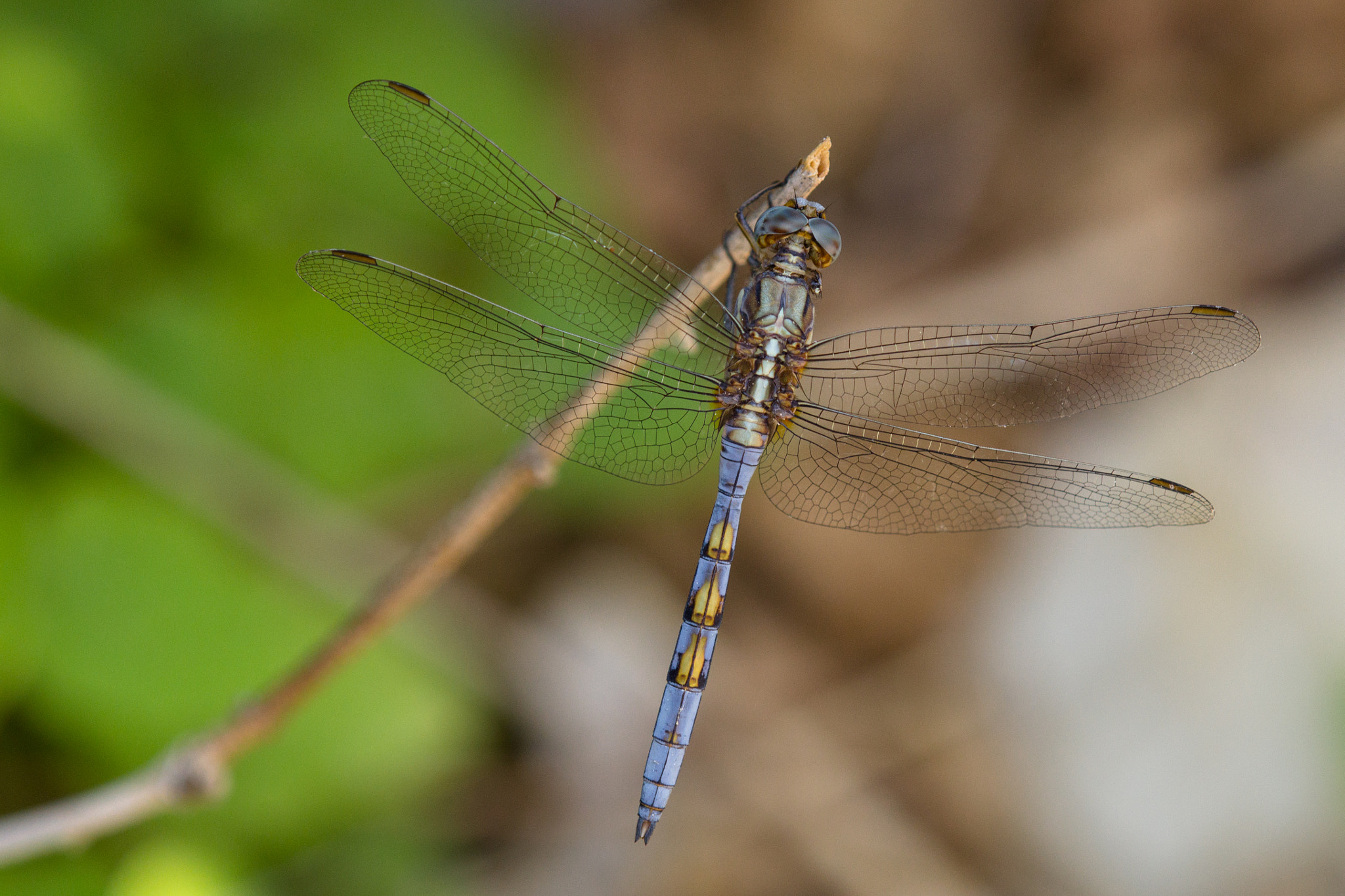 Canon EOS 60D + Tamron SP AF 180mm F3.5 Di LD (IF) Macro sample photo. Dragonfly photography