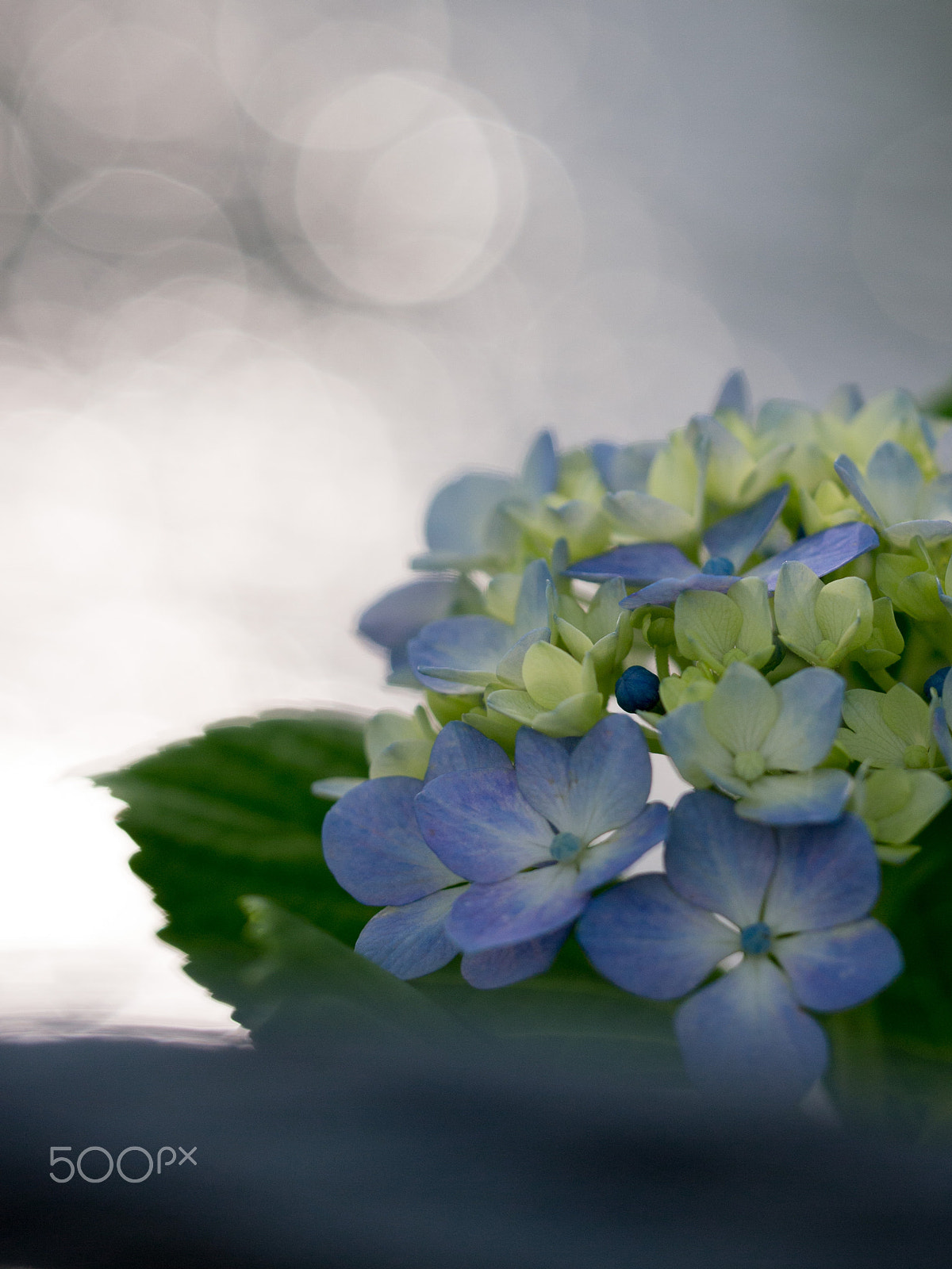 Olympus PEN E-PM1 sample photo. Hydrangea photography