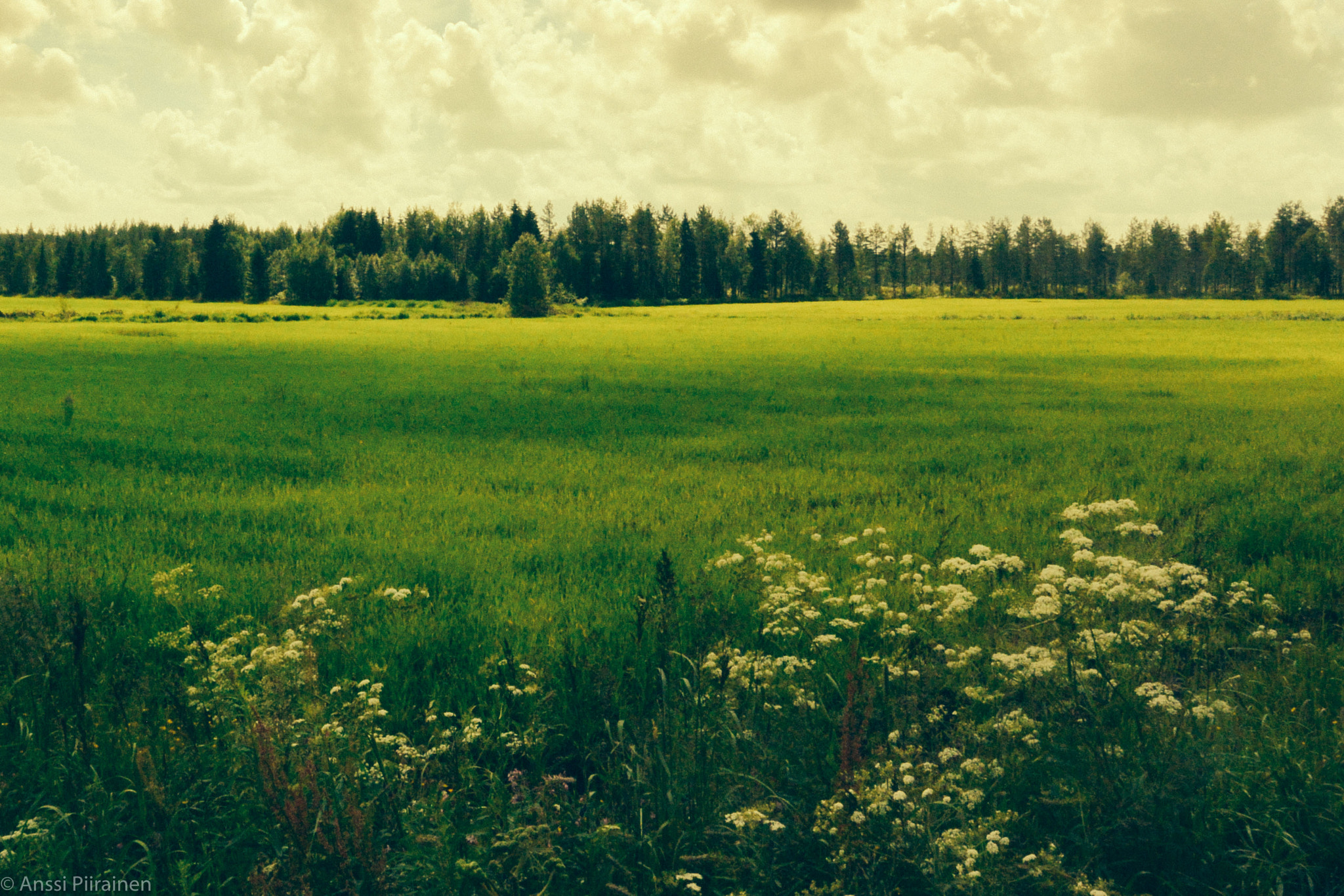 Nikon 1 V2 sample photo. Green grass, yellow sky photography