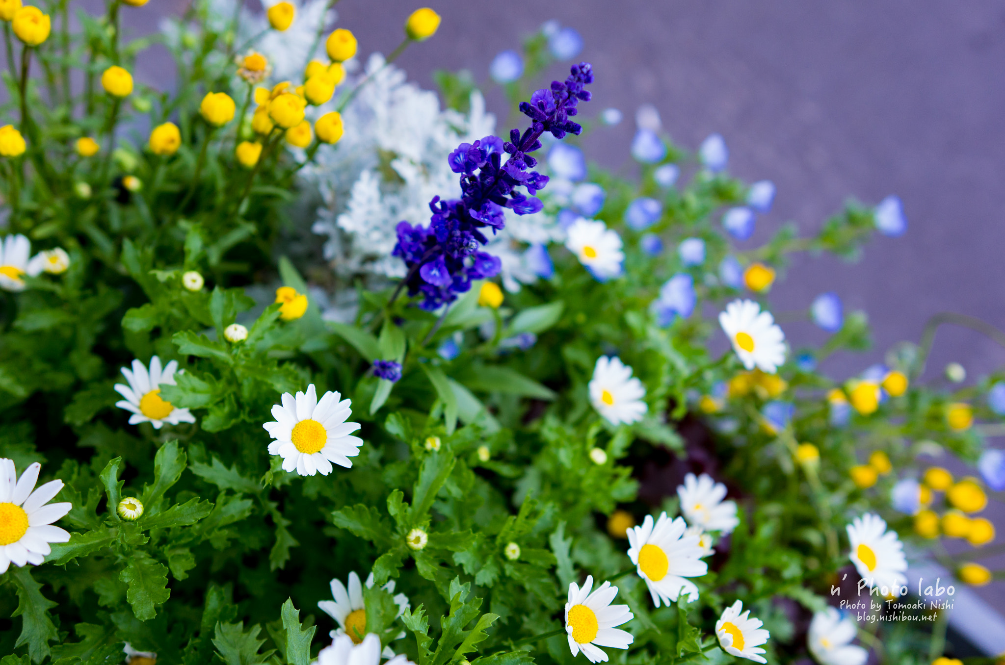 Summicron T 1:2 23 ASPH. sample photo. 道端花壇 photography
