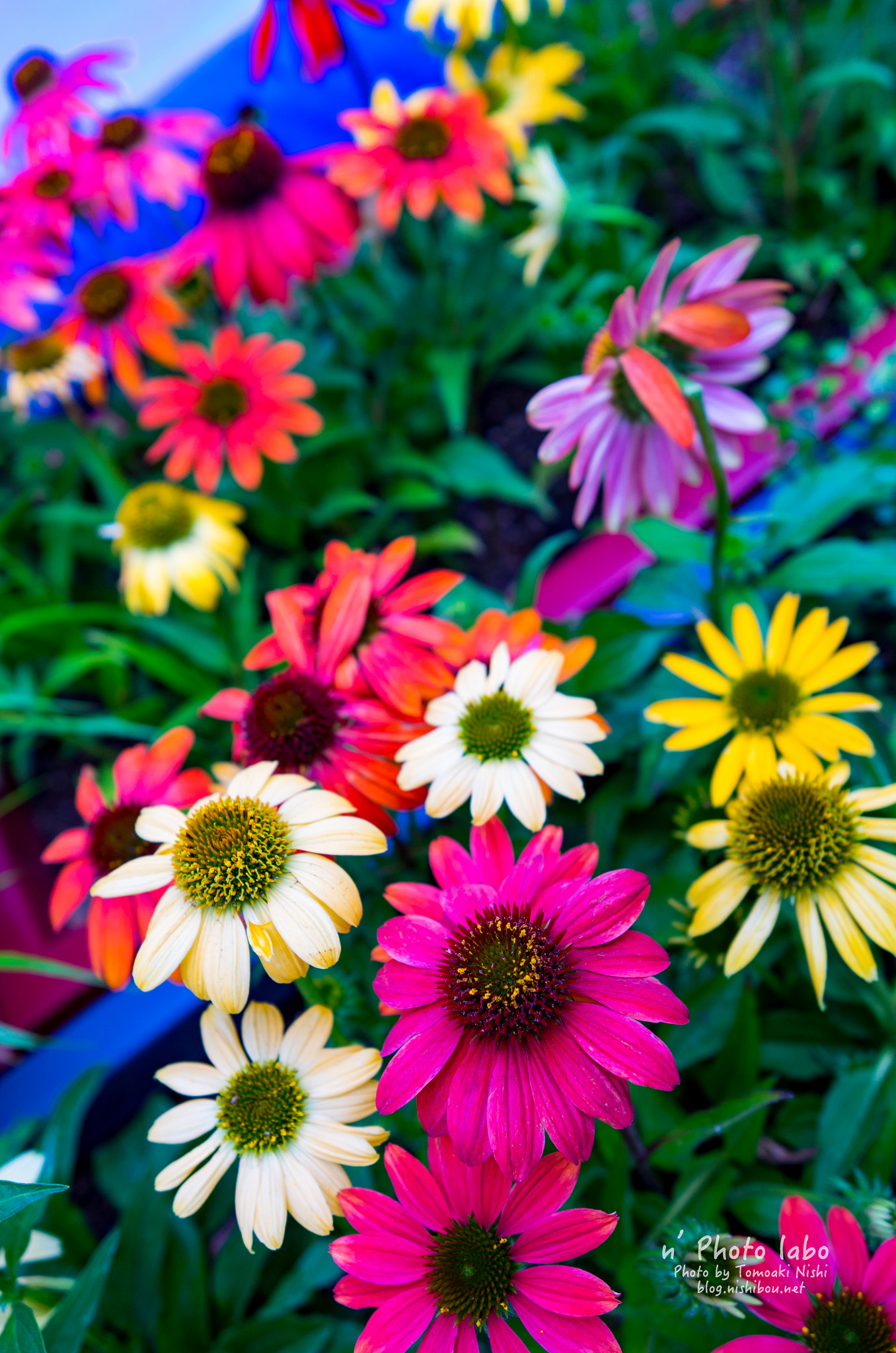 Summicron T 1:2 23 ASPH. sample photo. 道端花壇 photography