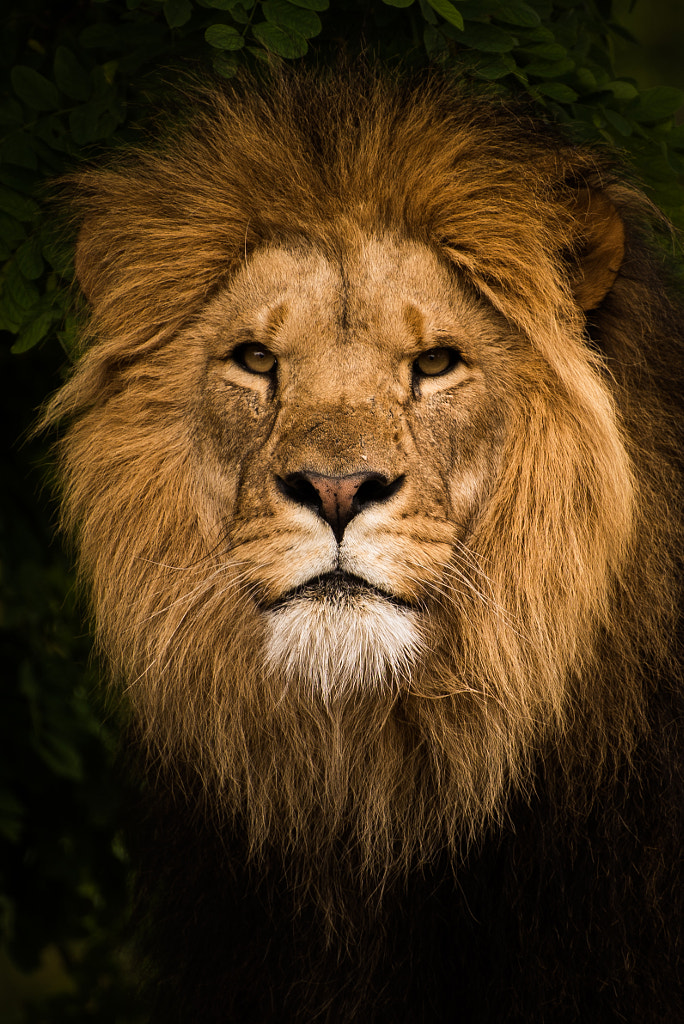 Lion closeup by Carit Rasmussen / 500px