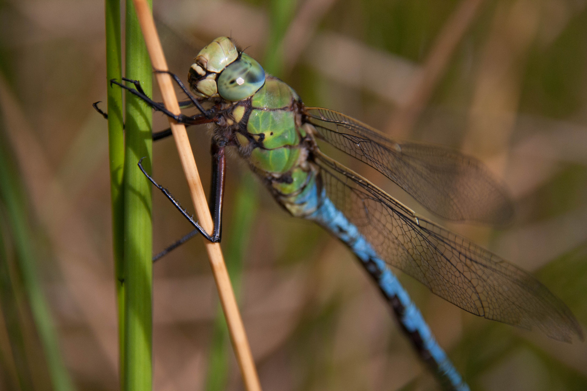 Sigma 18-200mm f/3.5-6.3 DC OS sample photo. Dragonfly colors ^^ photography