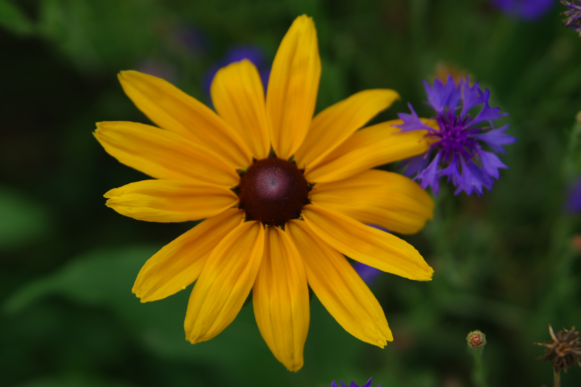 Tamron AF 28-75mm F2.8 XR Di LD Aspherical (IF) sample photo. Rudbeckia photography