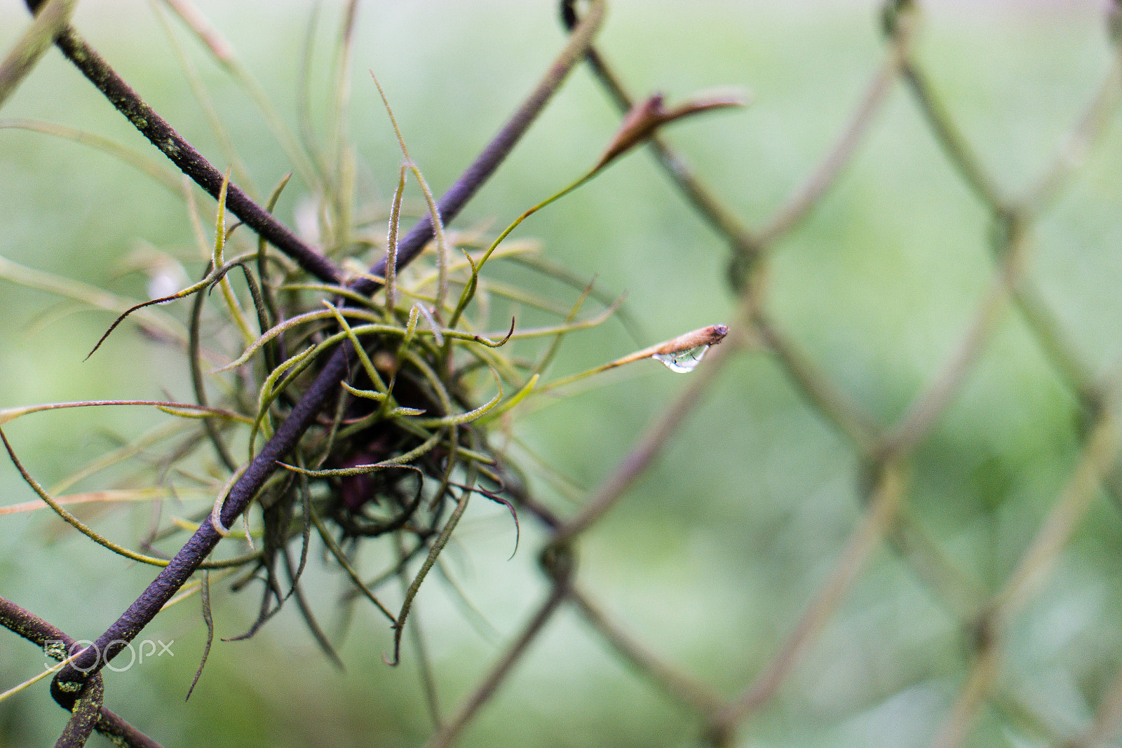 Samsung NX300 + Samsung NX 30mm F2 Pancake sample photo. Attached to the fence photography