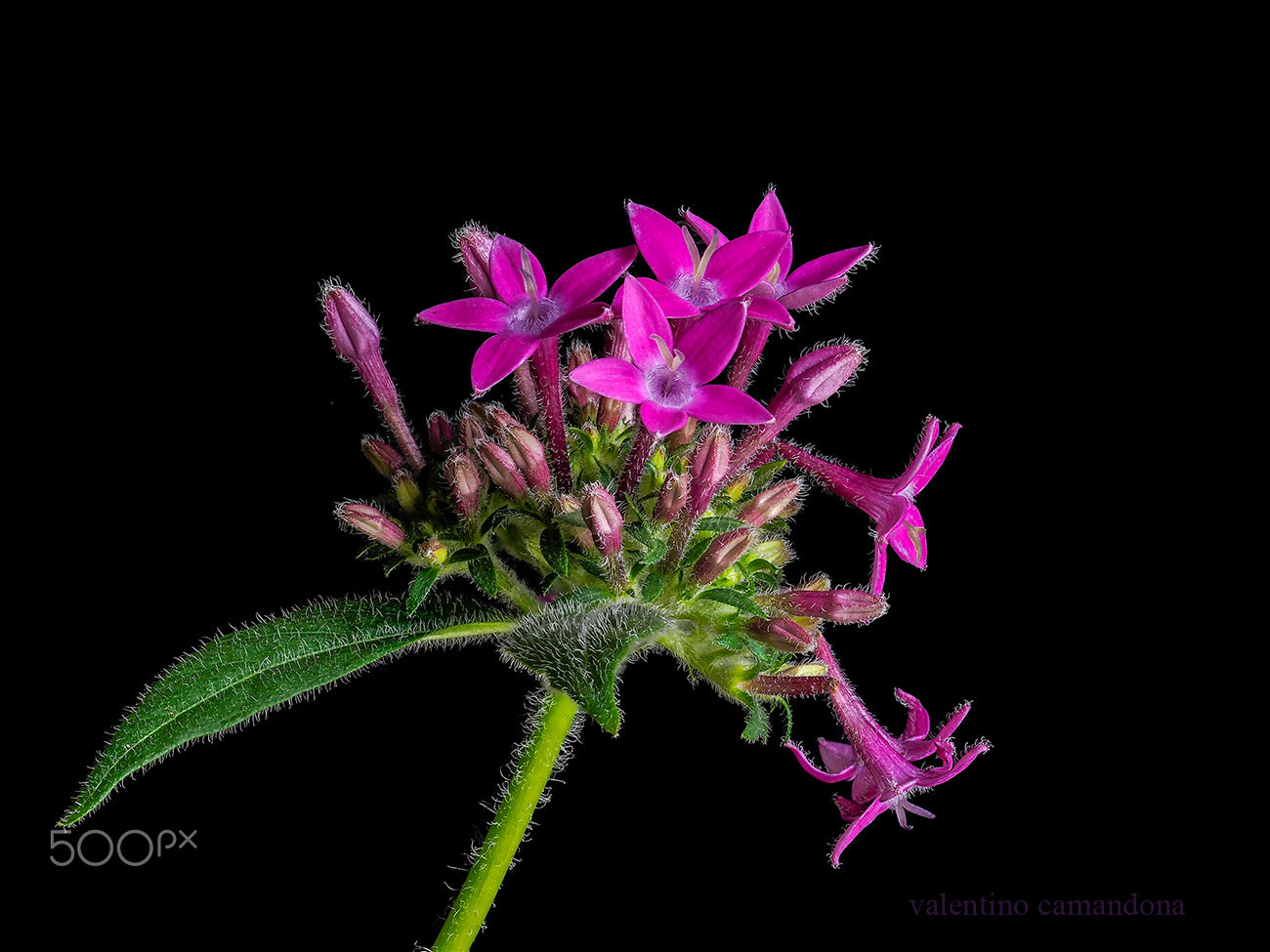 Olympus M.Zuiko Digital ED 60mm F2.8 Macro sample photo. Pentas photography