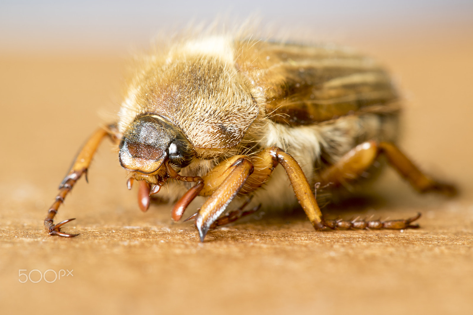 Canon EF 100mm F2.8 Macro USM sample photo. Amphimallon solstitialis (майский жук) photography