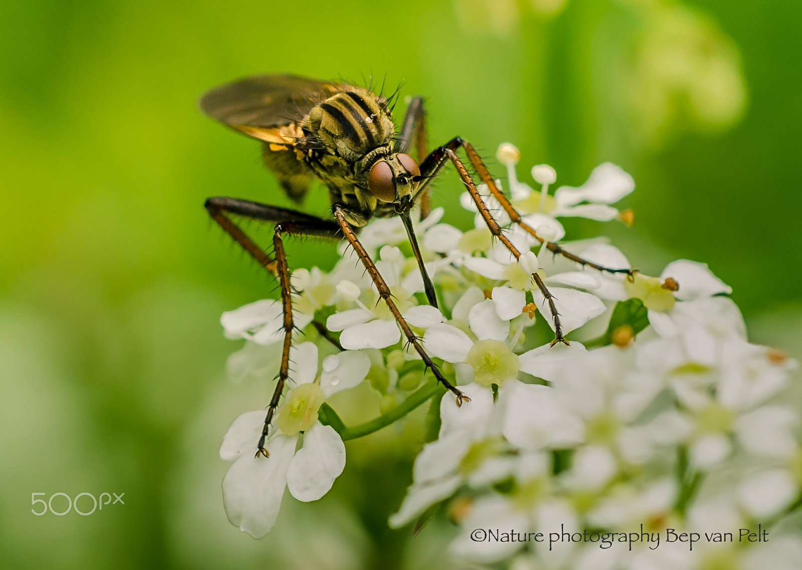 Nikon D7000 + Sigma 50mm F2.8 EX DG Macro sample photo. Dance fly with his giant proboscis photography