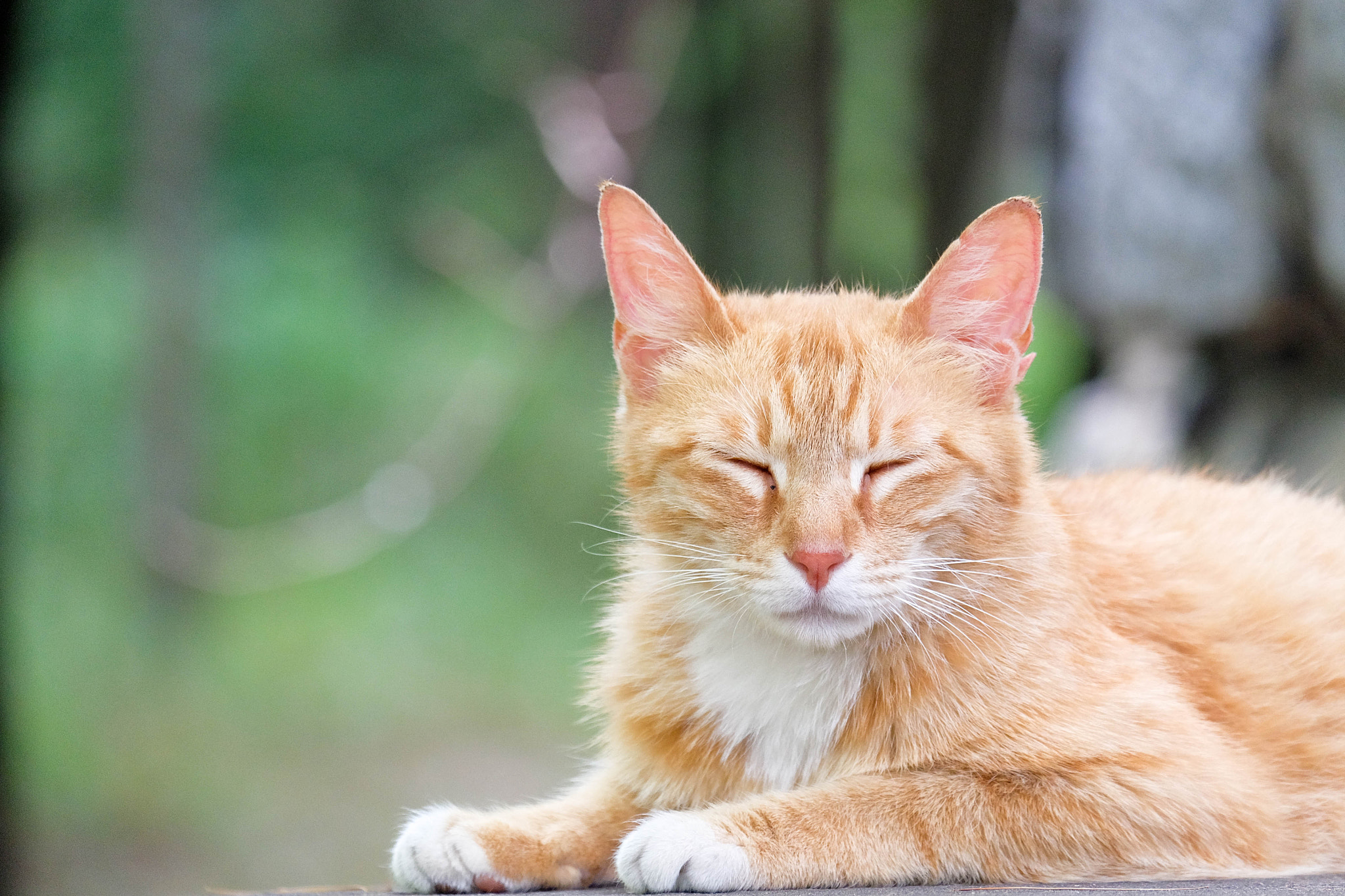 Fujifilm X-A2 + Fujifilm XC 50-230mm F4.5-6.7 OIS II sample photo. Sleepy photography