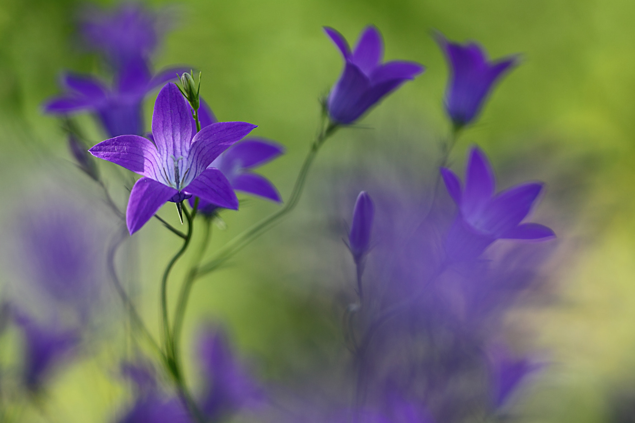 Canon EOS 50D + Canon EF 100mm F2.8L Macro IS USM sample photo. Violet mood photography