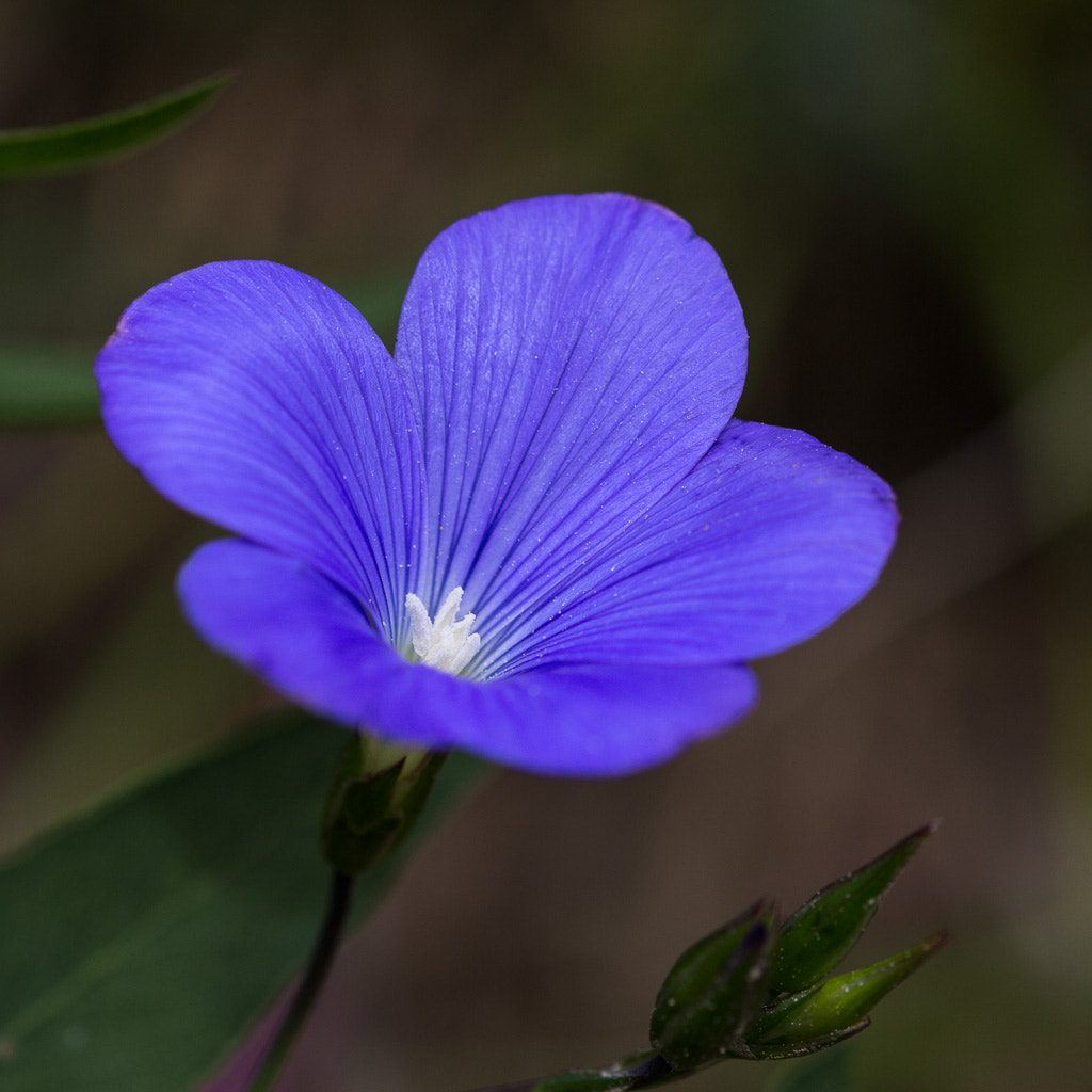 Sigma 105mm F2.8 EX DG OS HSM sample photo. Linum narbonense photography