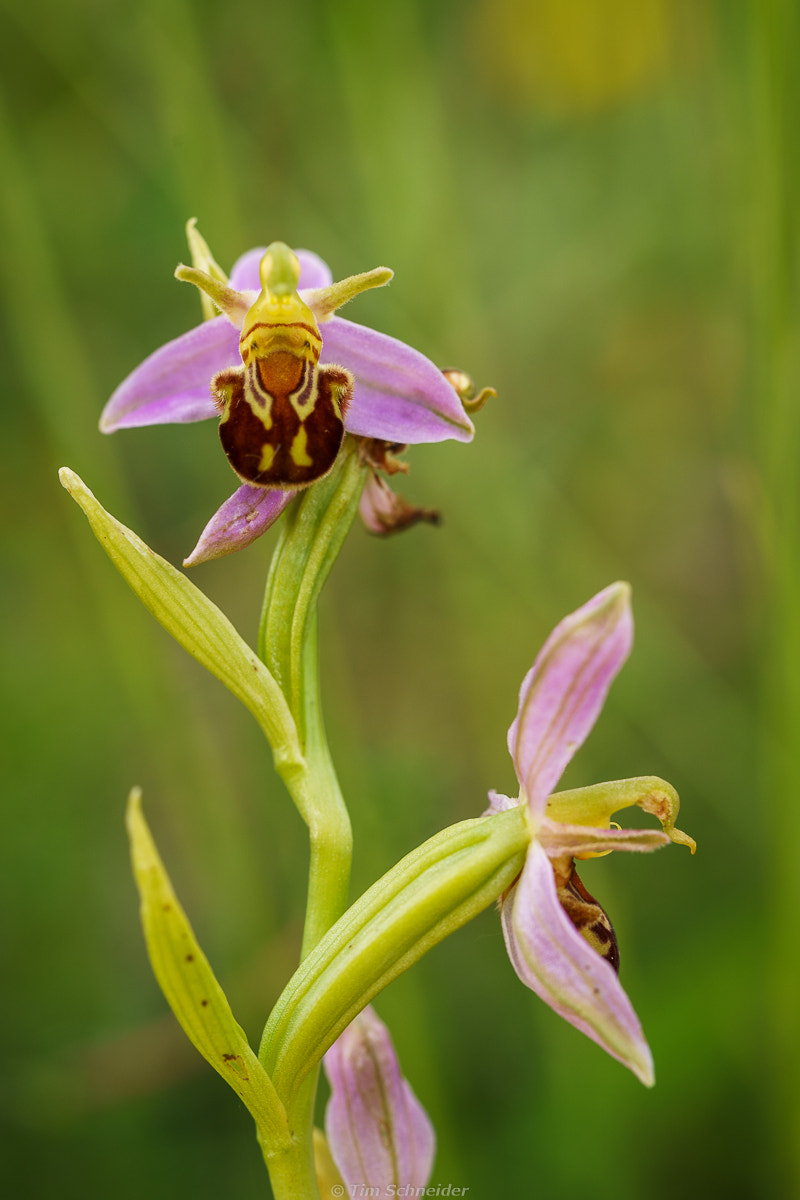 Sony a7 II + 90mm F2.8 Macro SSM sample photo. Ophrys apifera photography