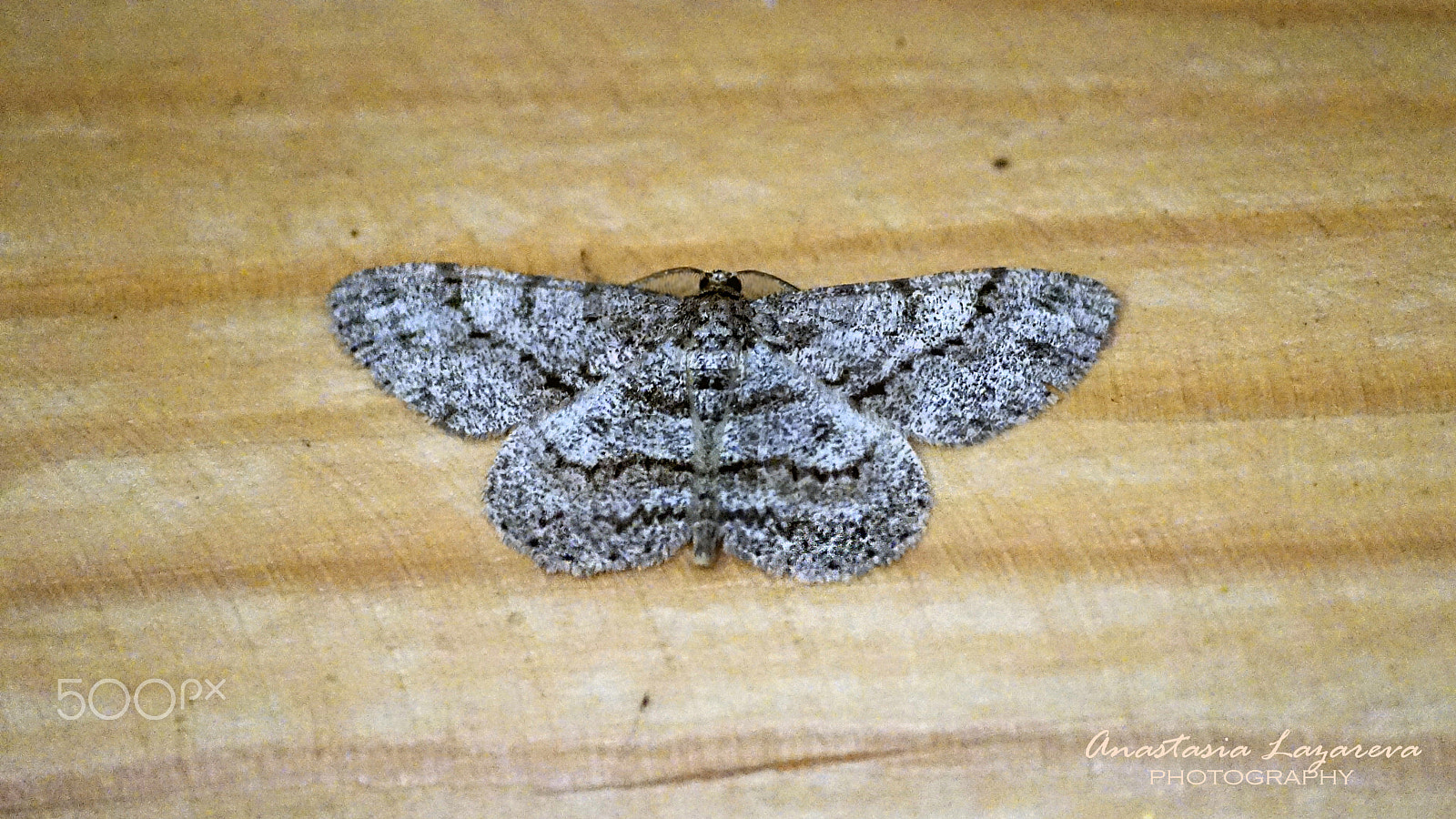 Sony a99 II + Sony DT 55-200mm F4-5.6 SAM sample photo. Grey night butterfly in the morning photography