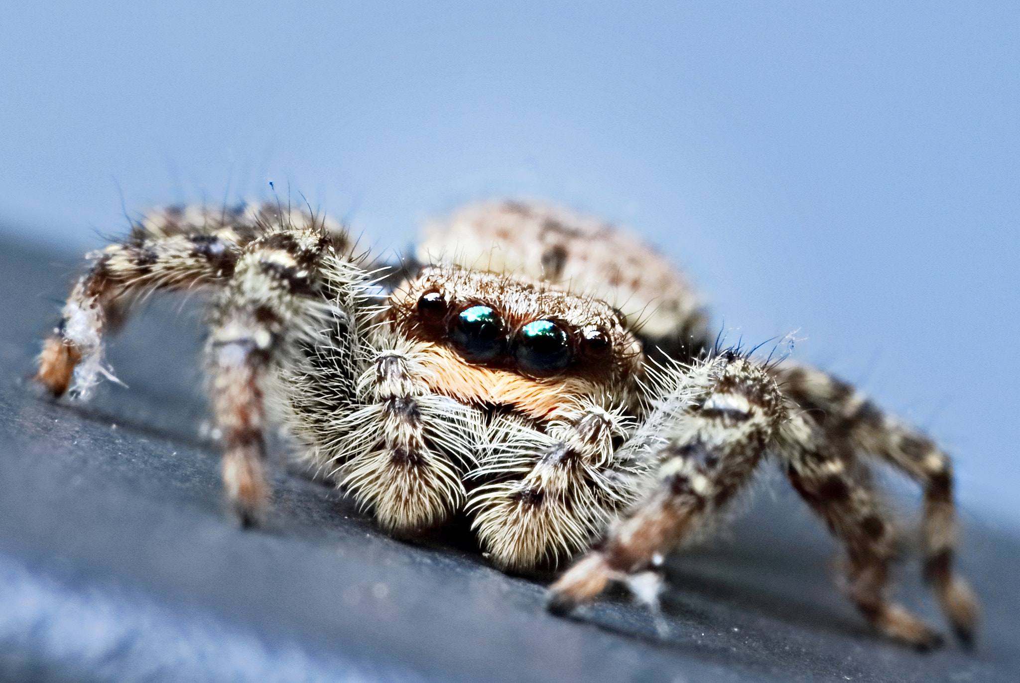 Canon EF 100mm F2.8 Macro USM sample photo. Schorsmarpissa photography