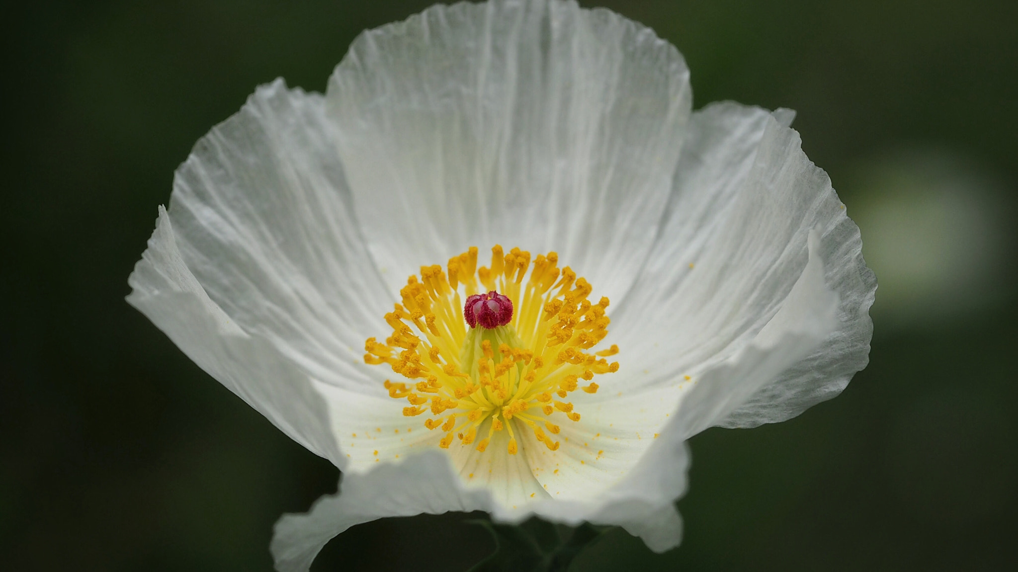 Olympus PEN E-PL7 sample photo. Mexican prickly poppy photography