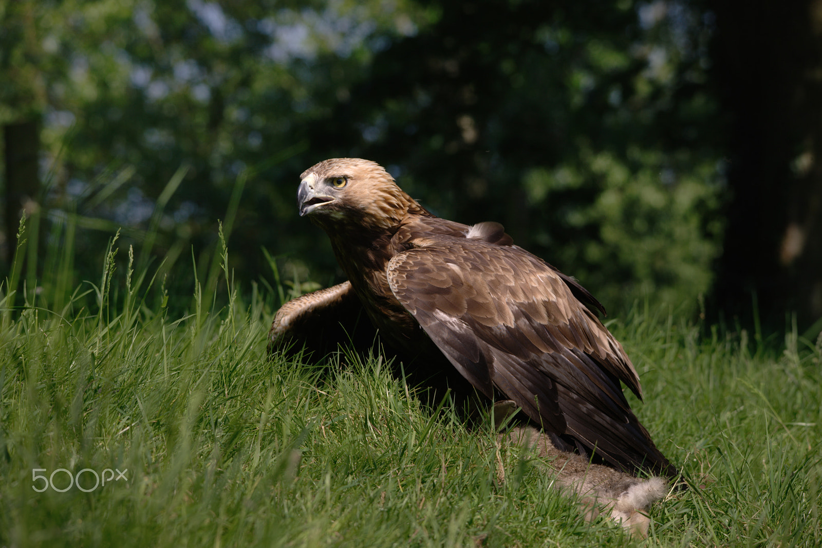 Sigma 150-500mm F5-6.3 DG OS HSM sample photo. Golden eagle feeding on rabbit photography