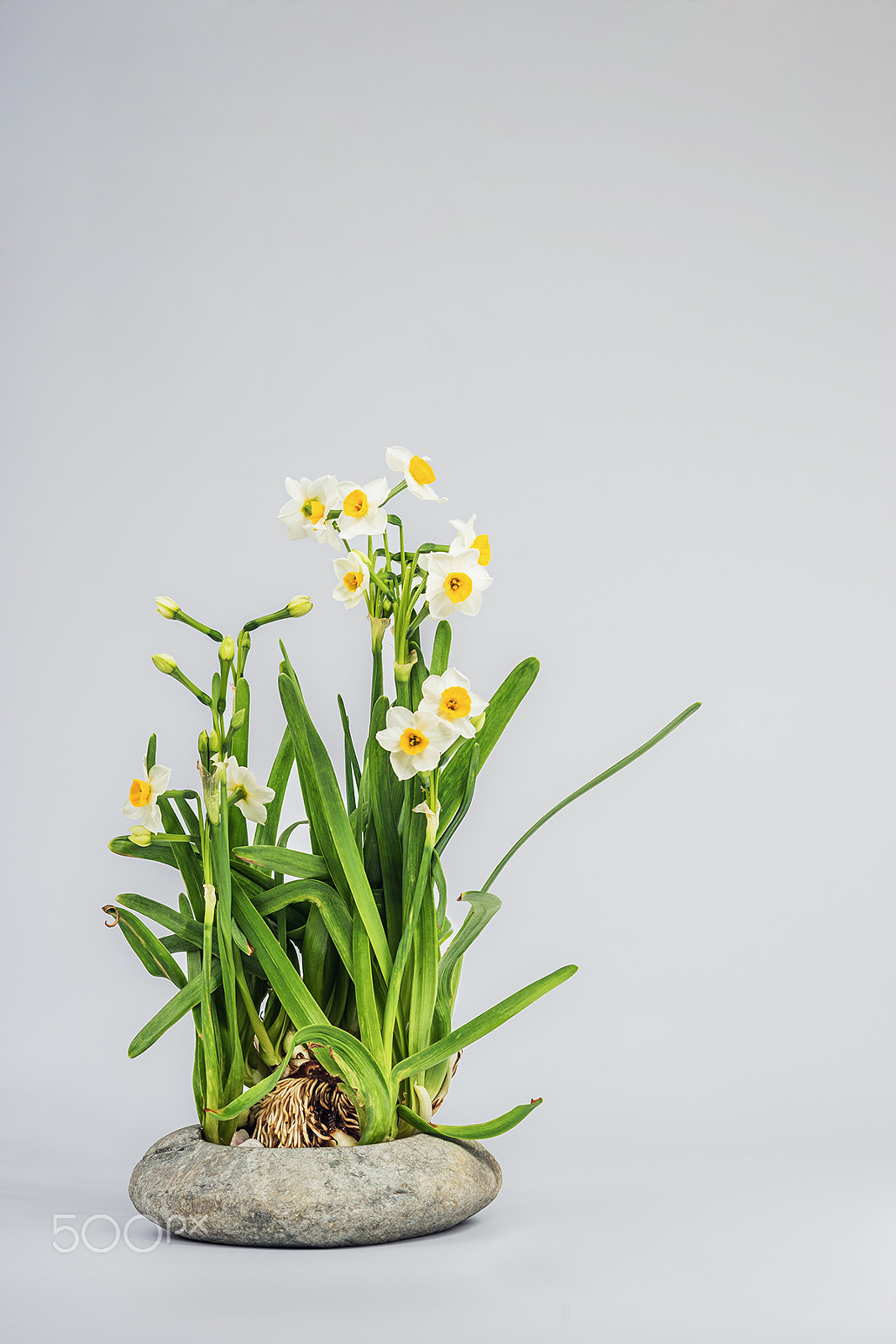 Sony a99 II sample photo. Narcissus photography