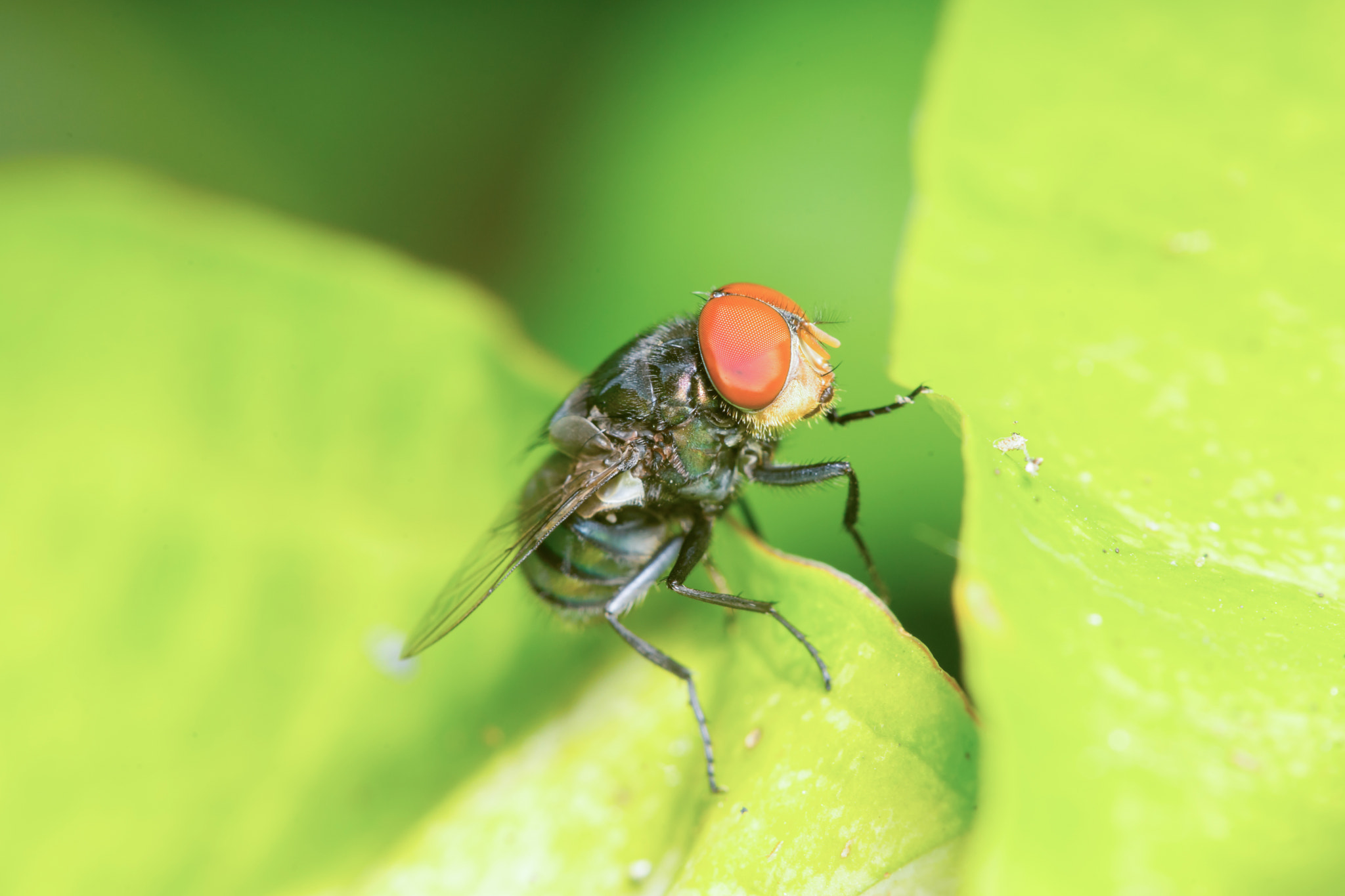 Minolta AF 28-85mm F3.5-4.5 New sample photo. Male oriental latrine fly, (chrysomya megacephala) photography