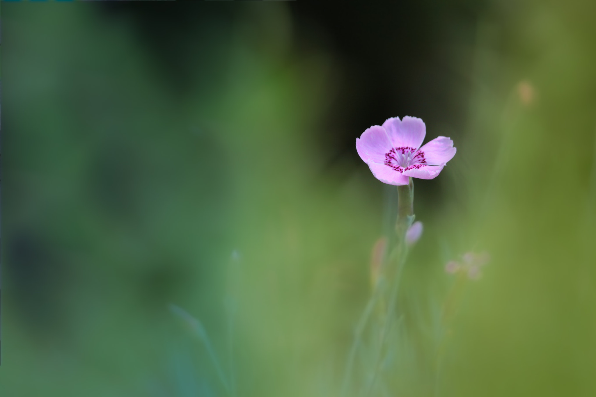Canon EOS 500D (EOS Rebel T1i / EOS Kiss X3) sample photo. Dianthus plumarius photography
